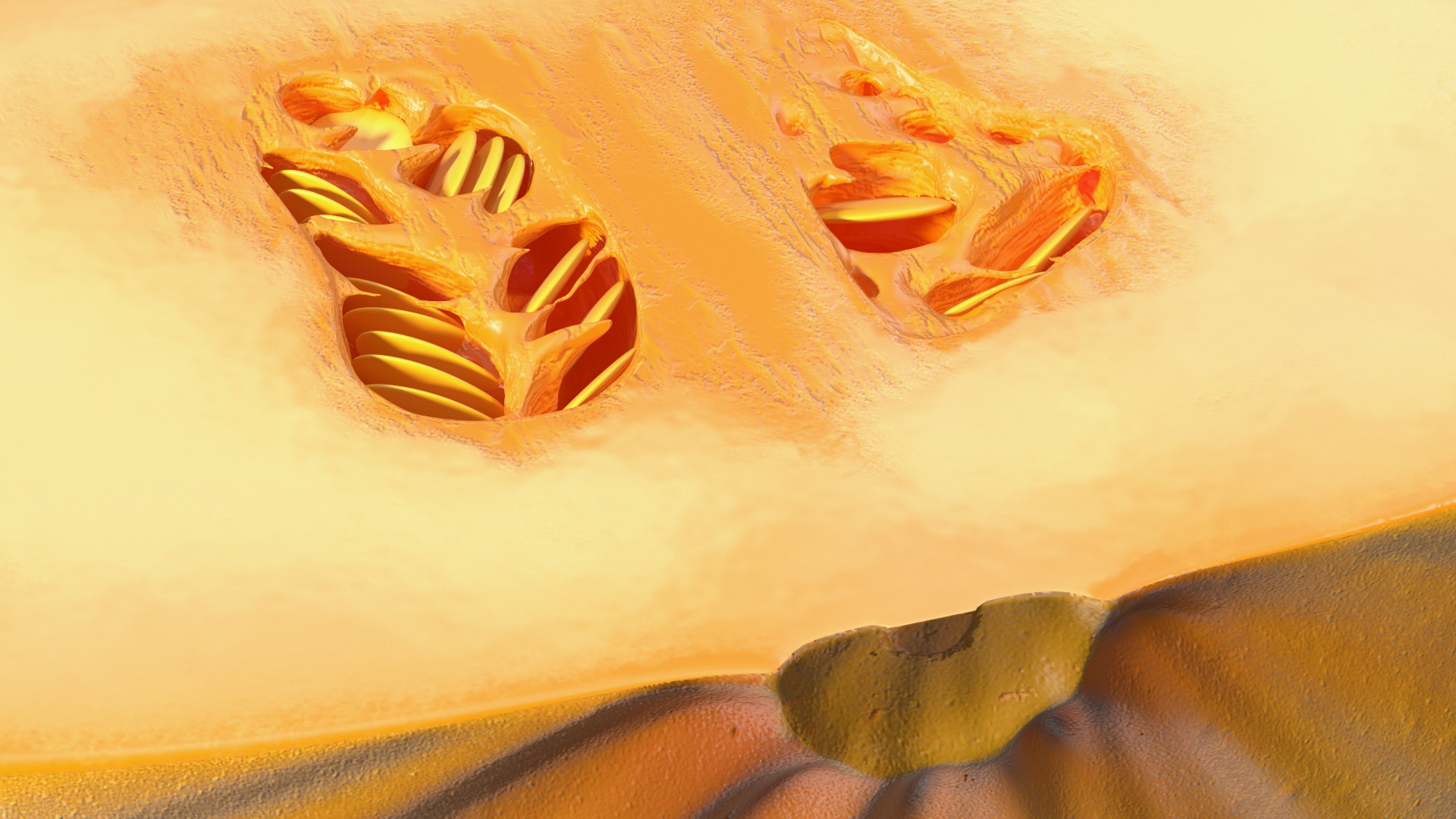 3D Half of Orange Color Bush Pumpkin model