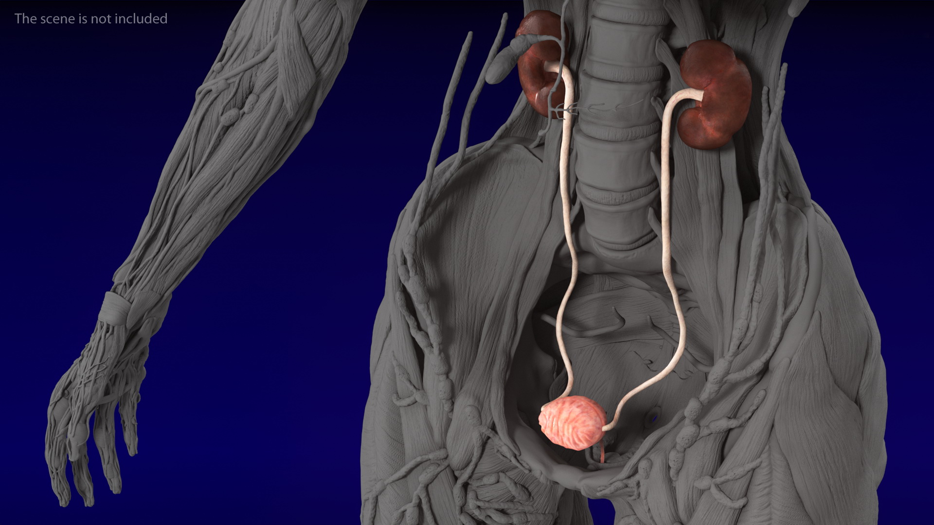 Female Urinary System Anatomy 3D model