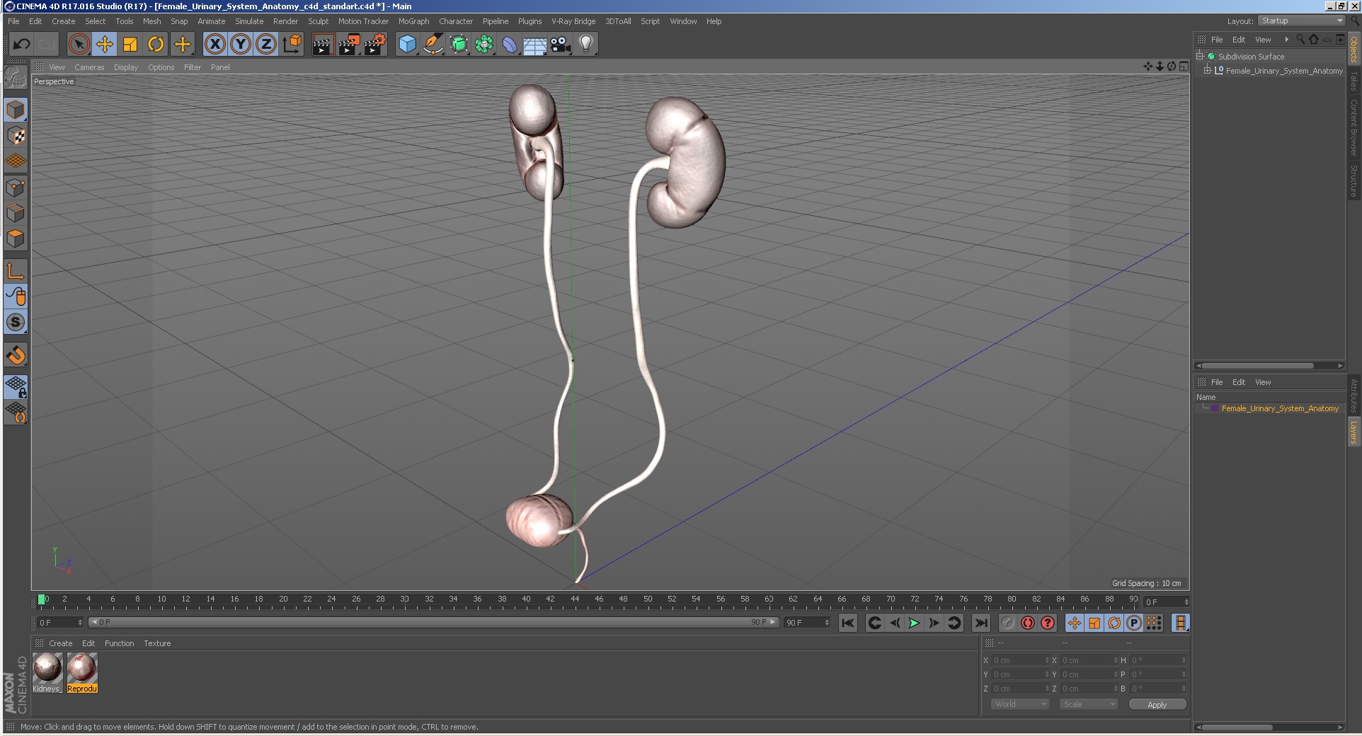 Female Urinary System Anatomy 3D model