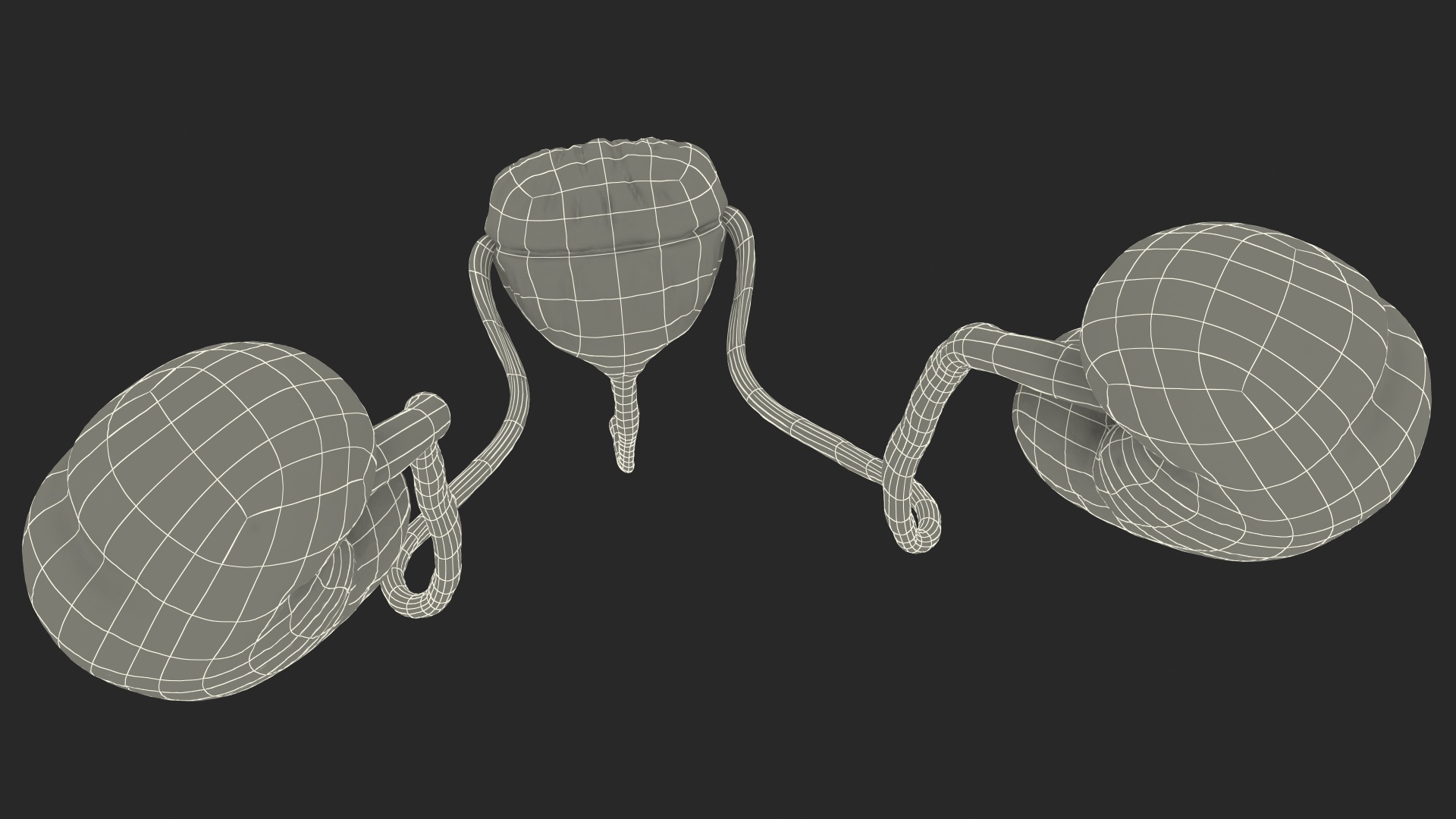 Female Urinary System Anatomy 3D model