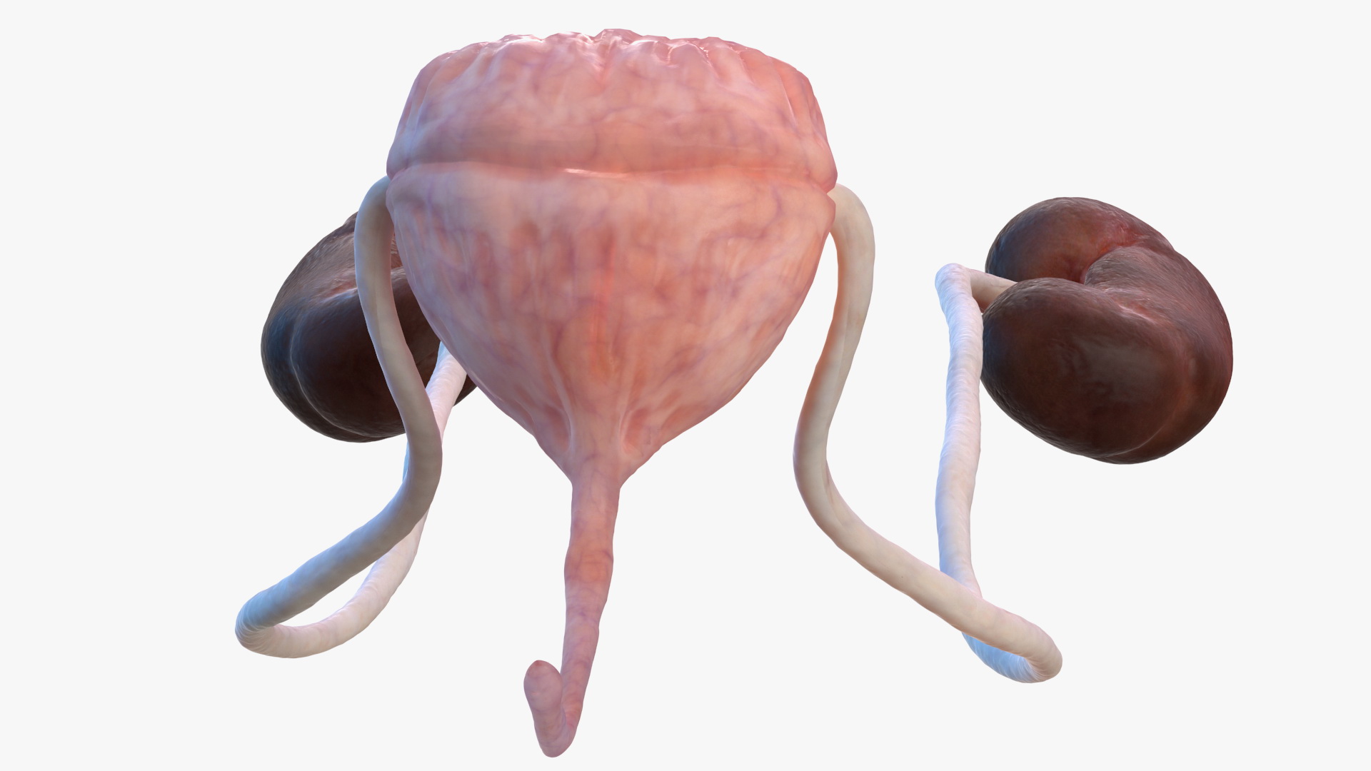 Female Urinary System Anatomy 3D model