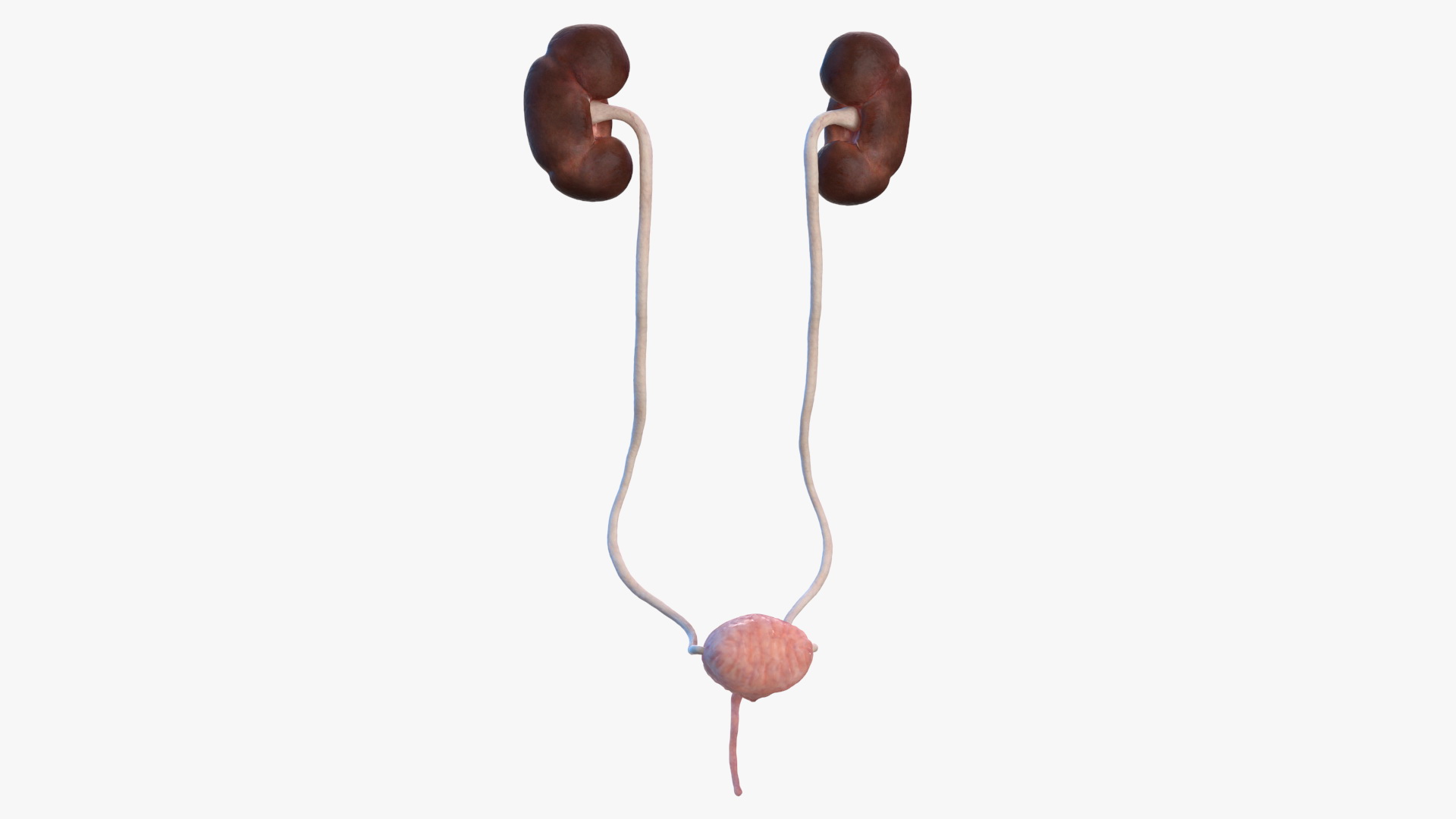 Female Urinary System Anatomy 3D model