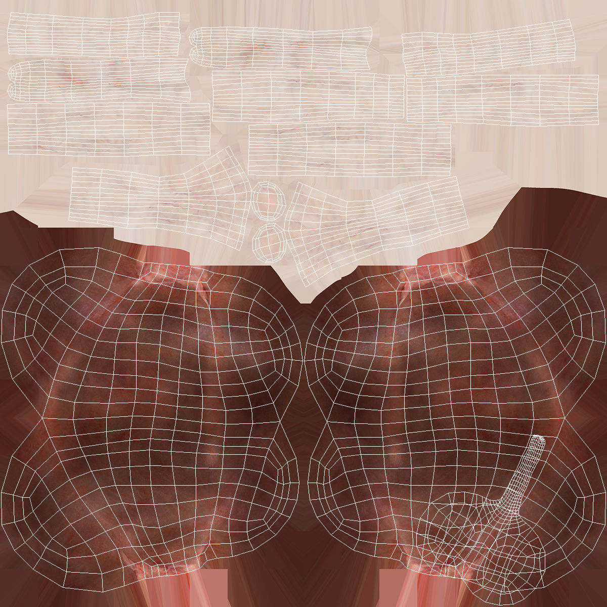 Female Urinary System Anatomy 3D model