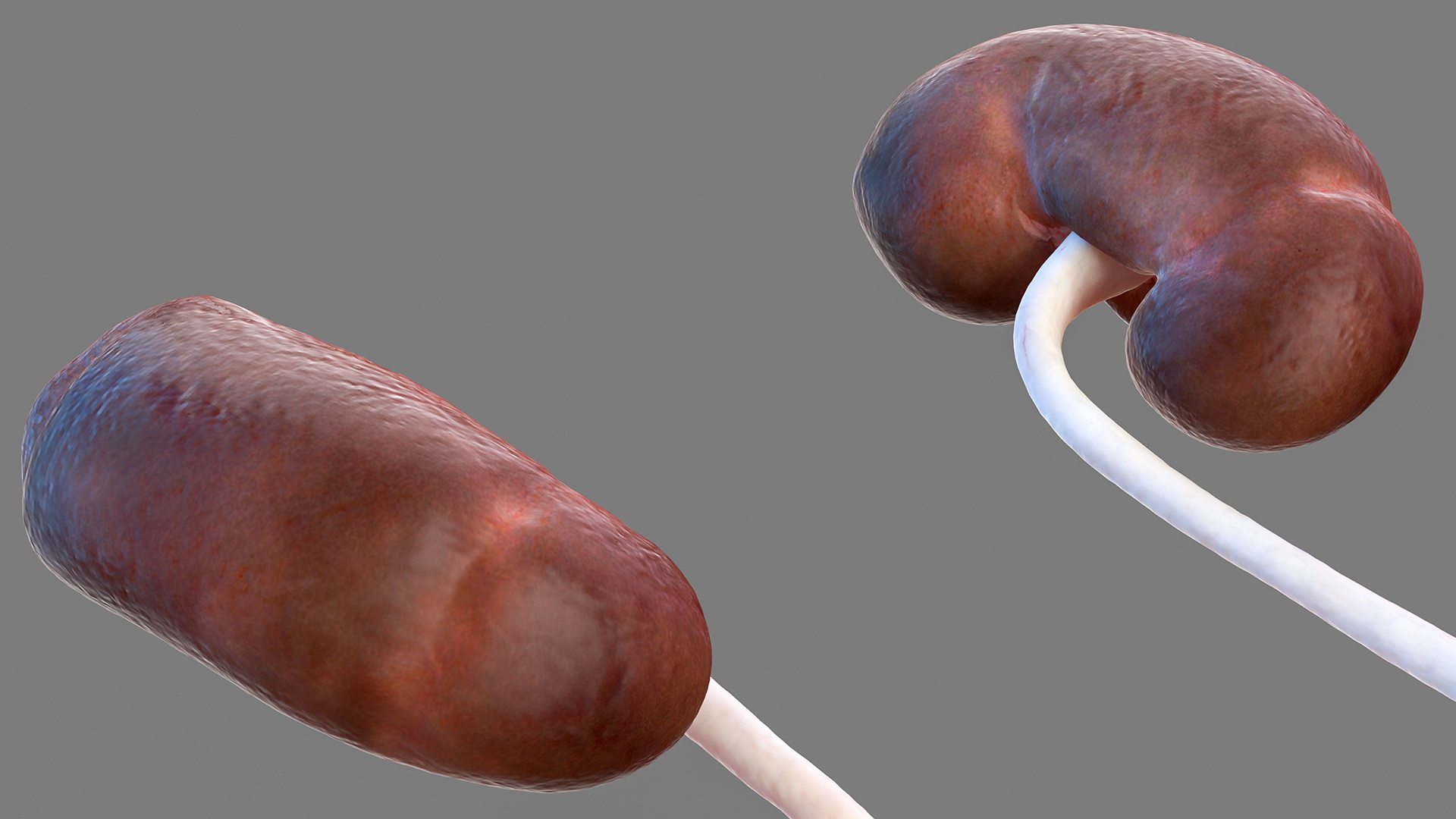 Female Urinary System Anatomy 3D model