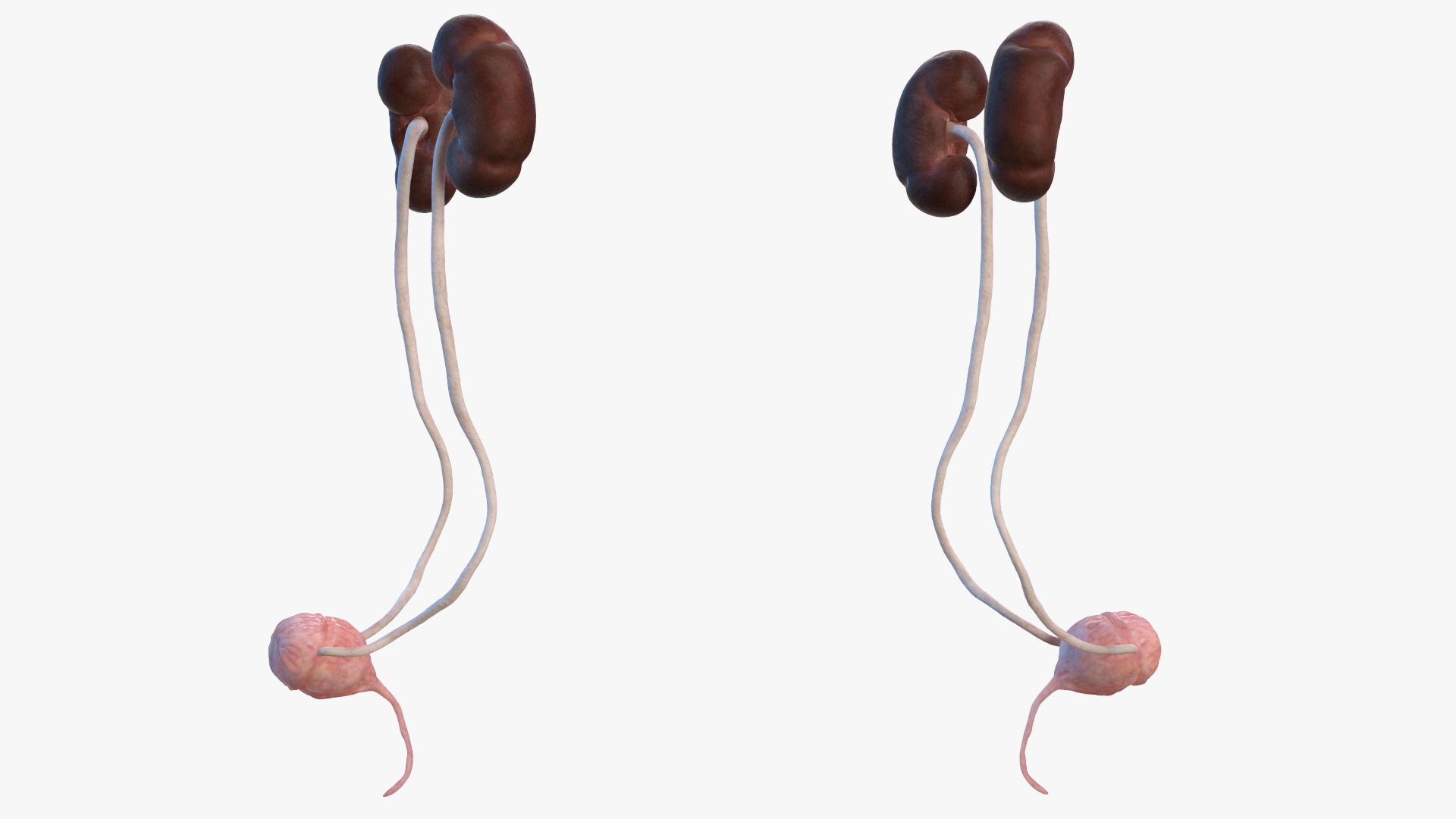 Female Urinary System Anatomy 3D model
