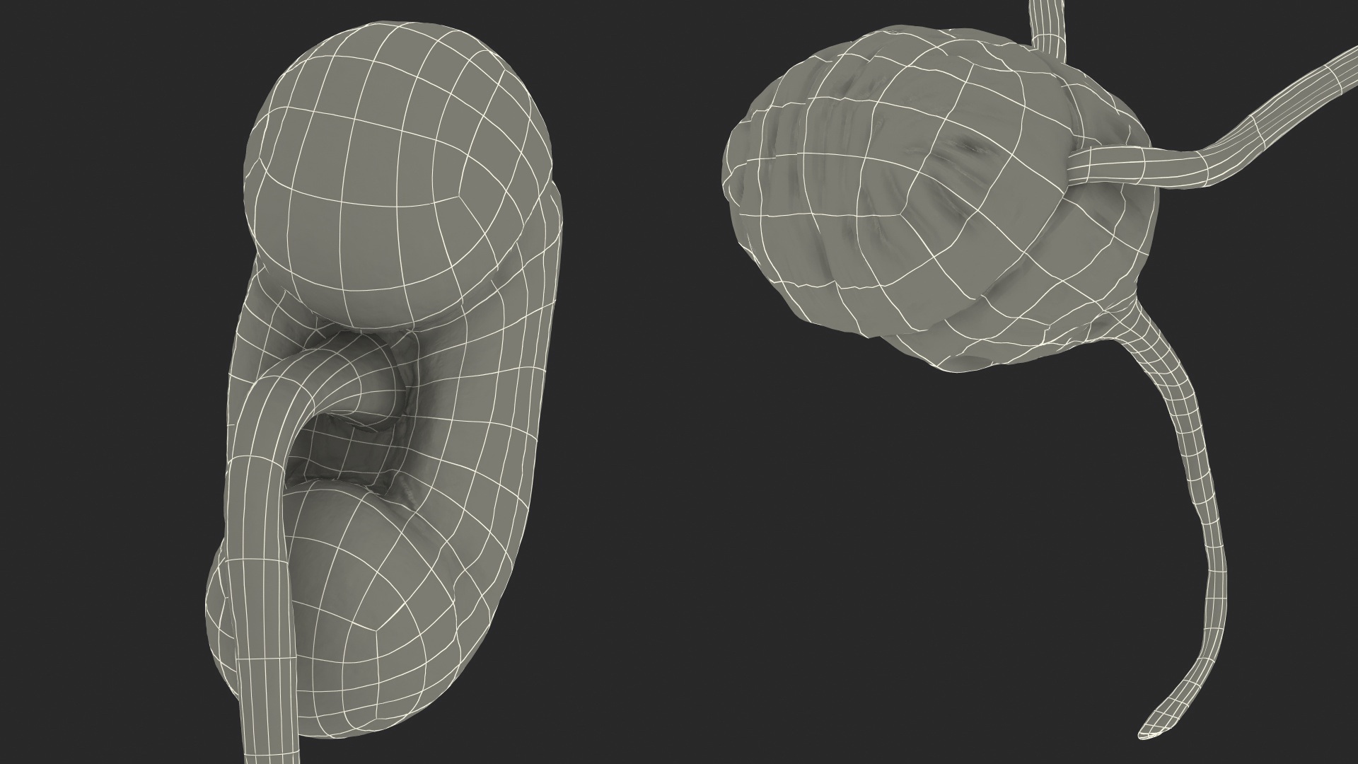Female Urinary System Anatomy 3D model