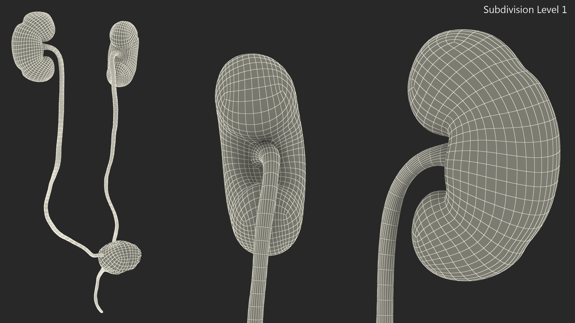 Female Urinary System Anatomy 3D model