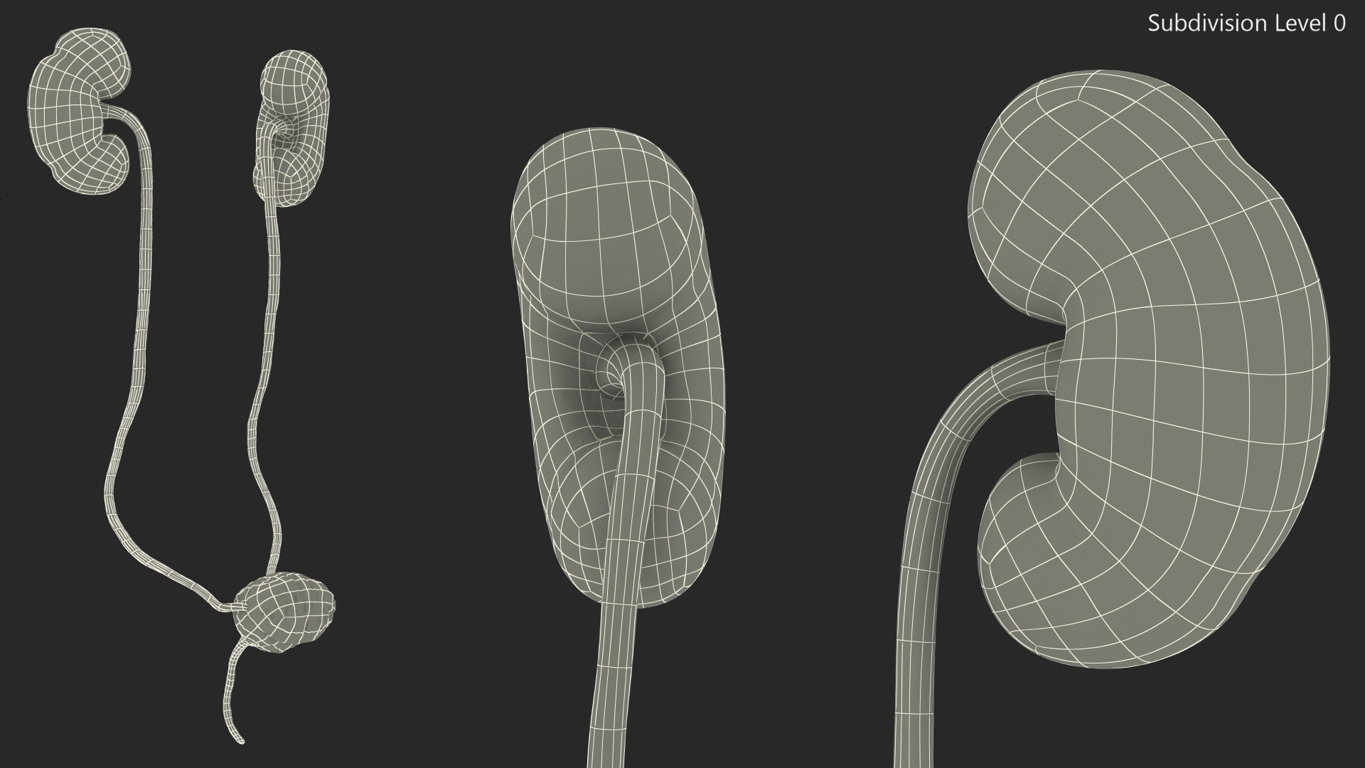 Female Urinary System Anatomy 3D model