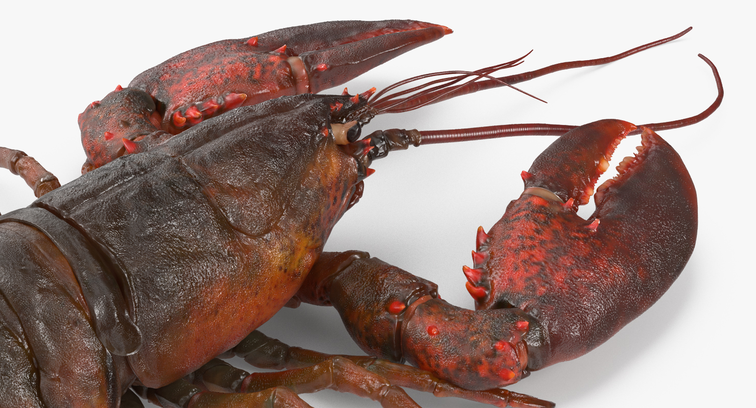 Lobster 3D model