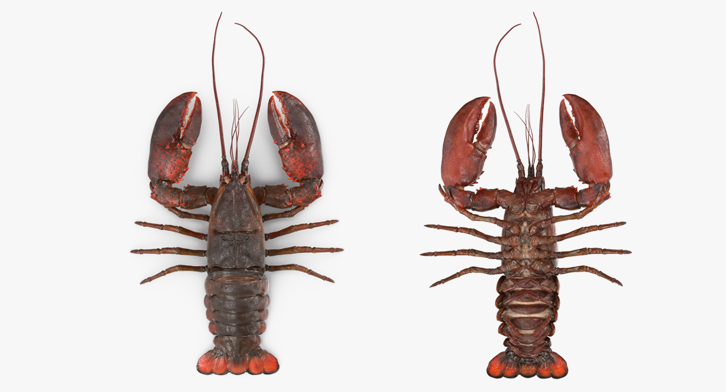 Lobster 3D model