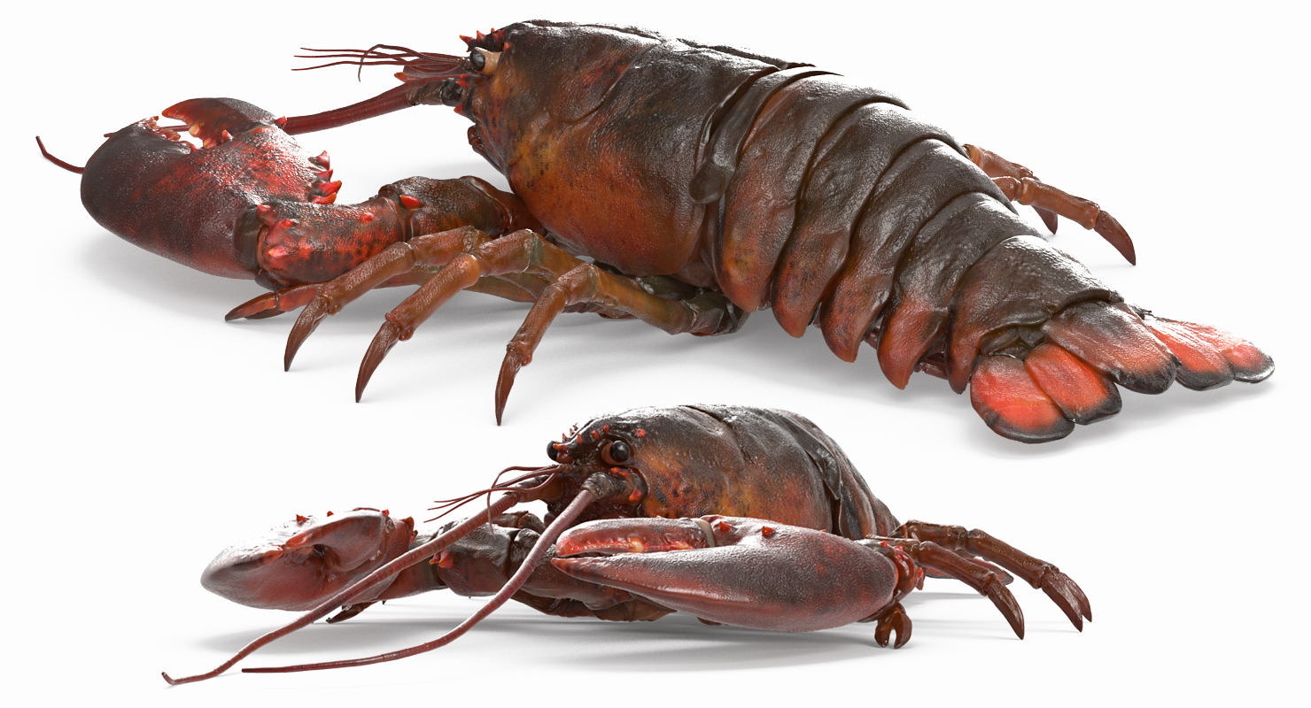 Lobster 3D model