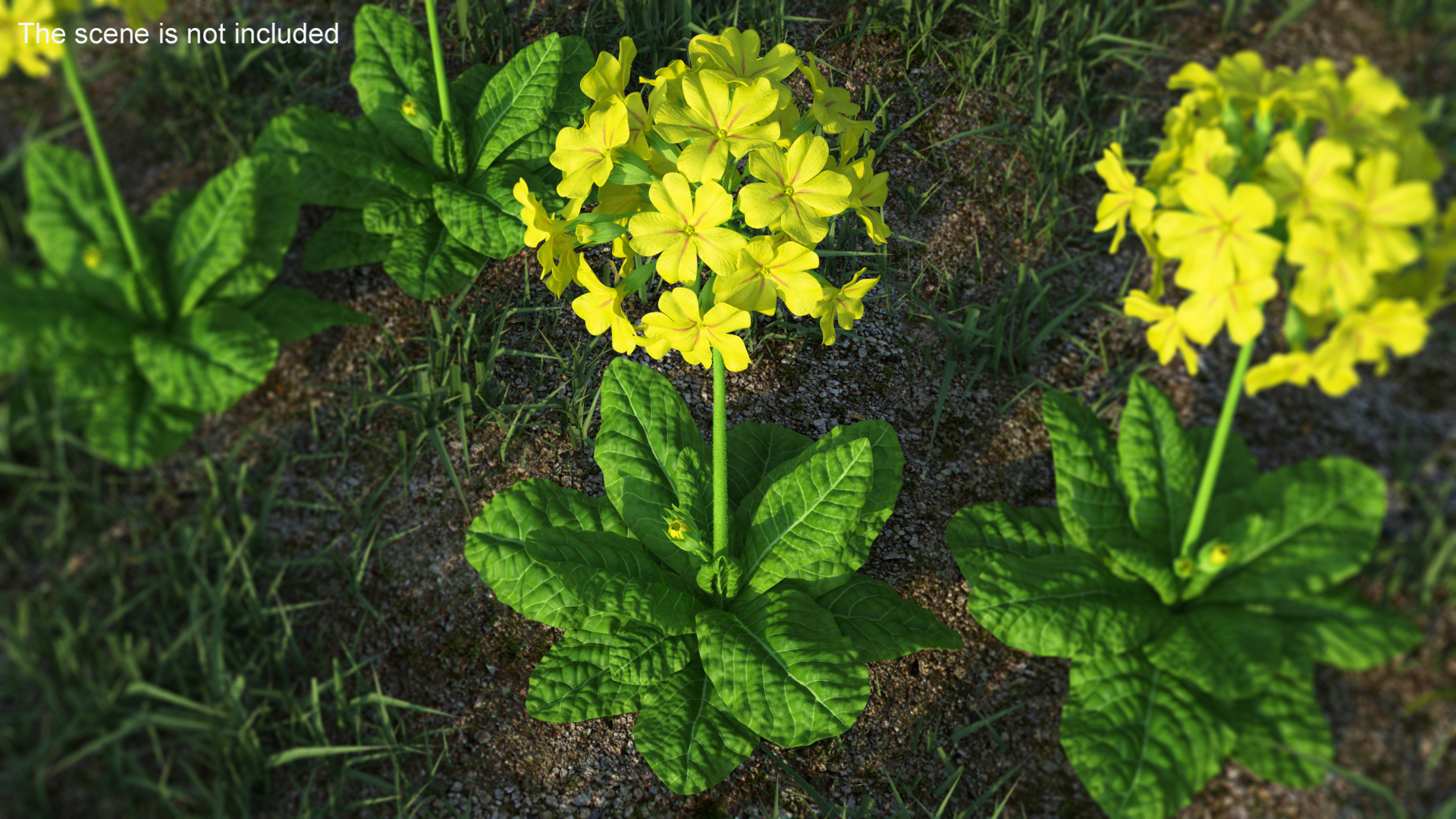 3D Primrose Flower Yellow Fur