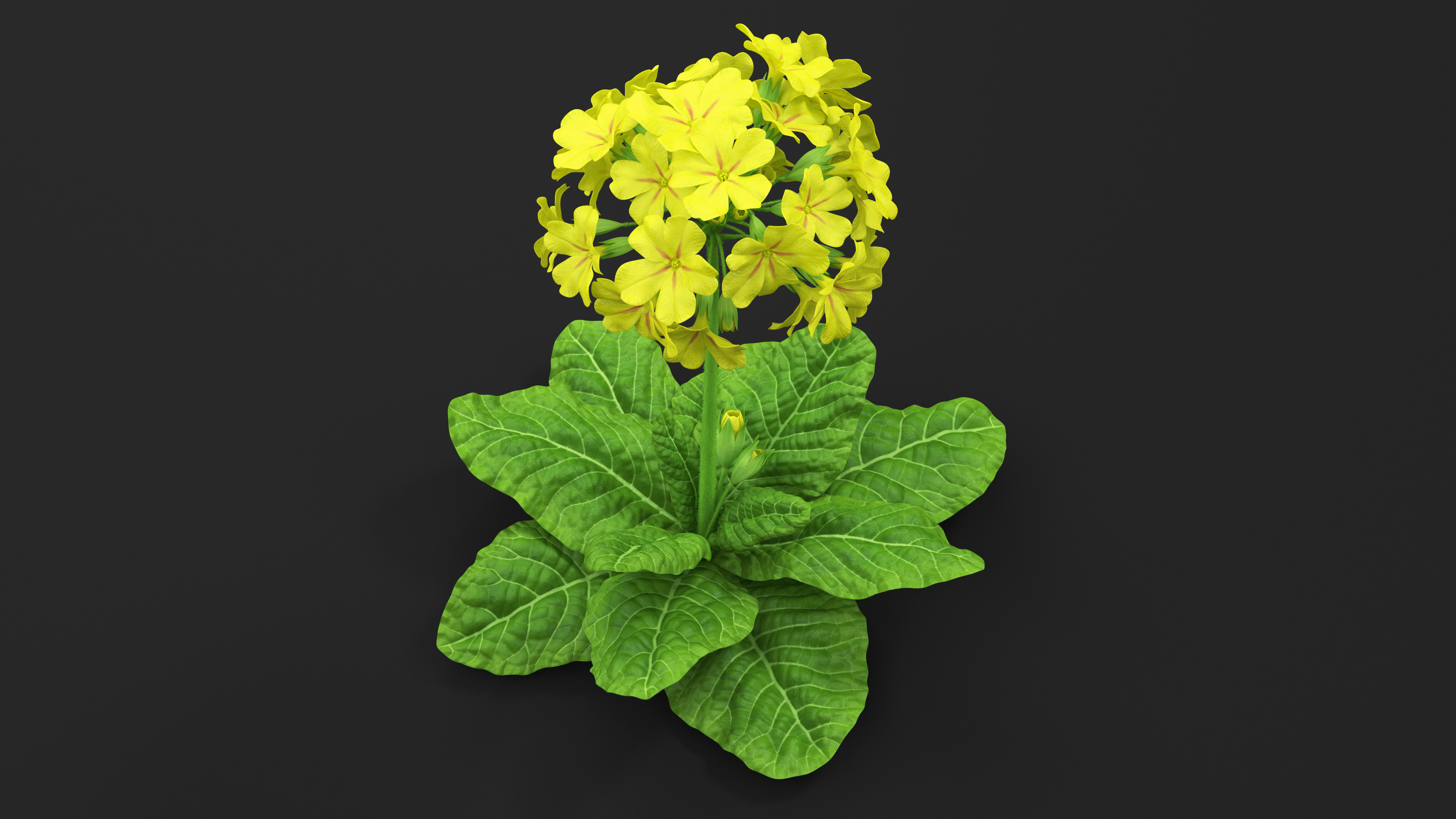 3D Primrose Flower Yellow Fur