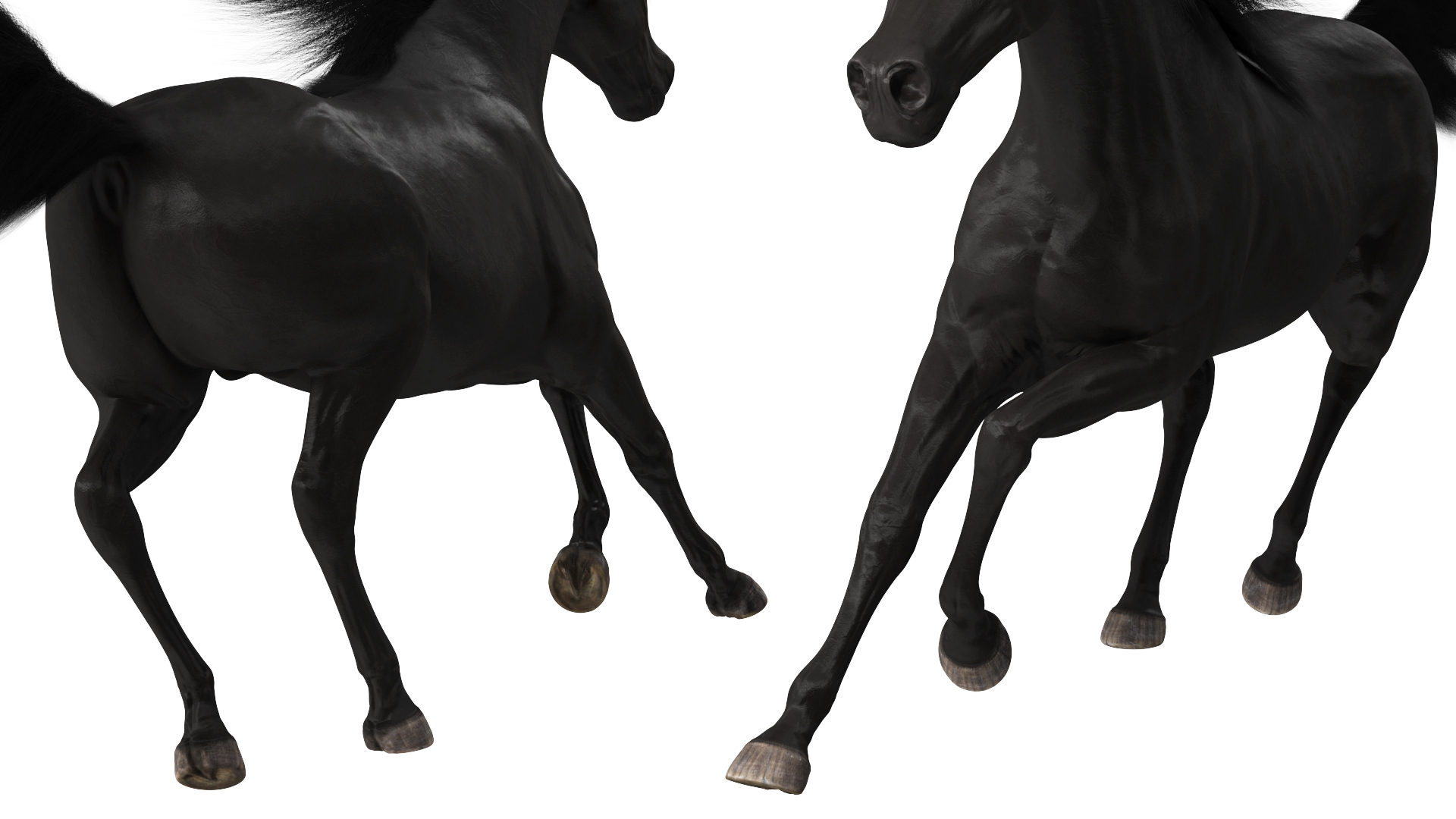 3D Galloping Arabian Horse Black Fur model
