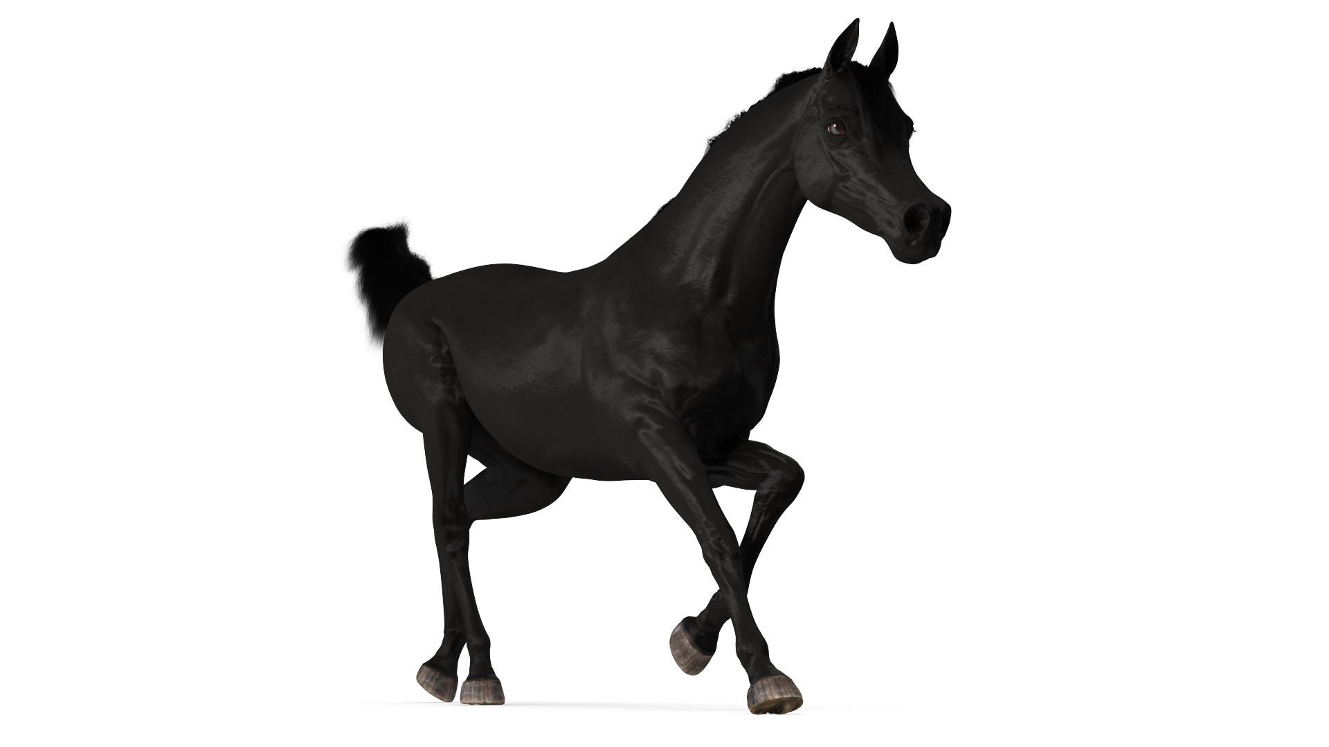 3D Galloping Arabian Horse Black Fur model