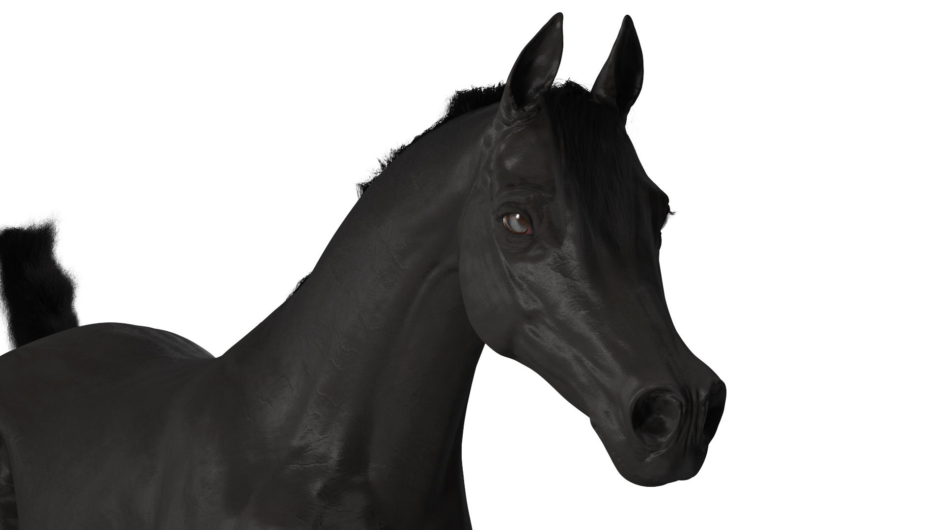 3D Galloping Arabian Horse Black Fur model