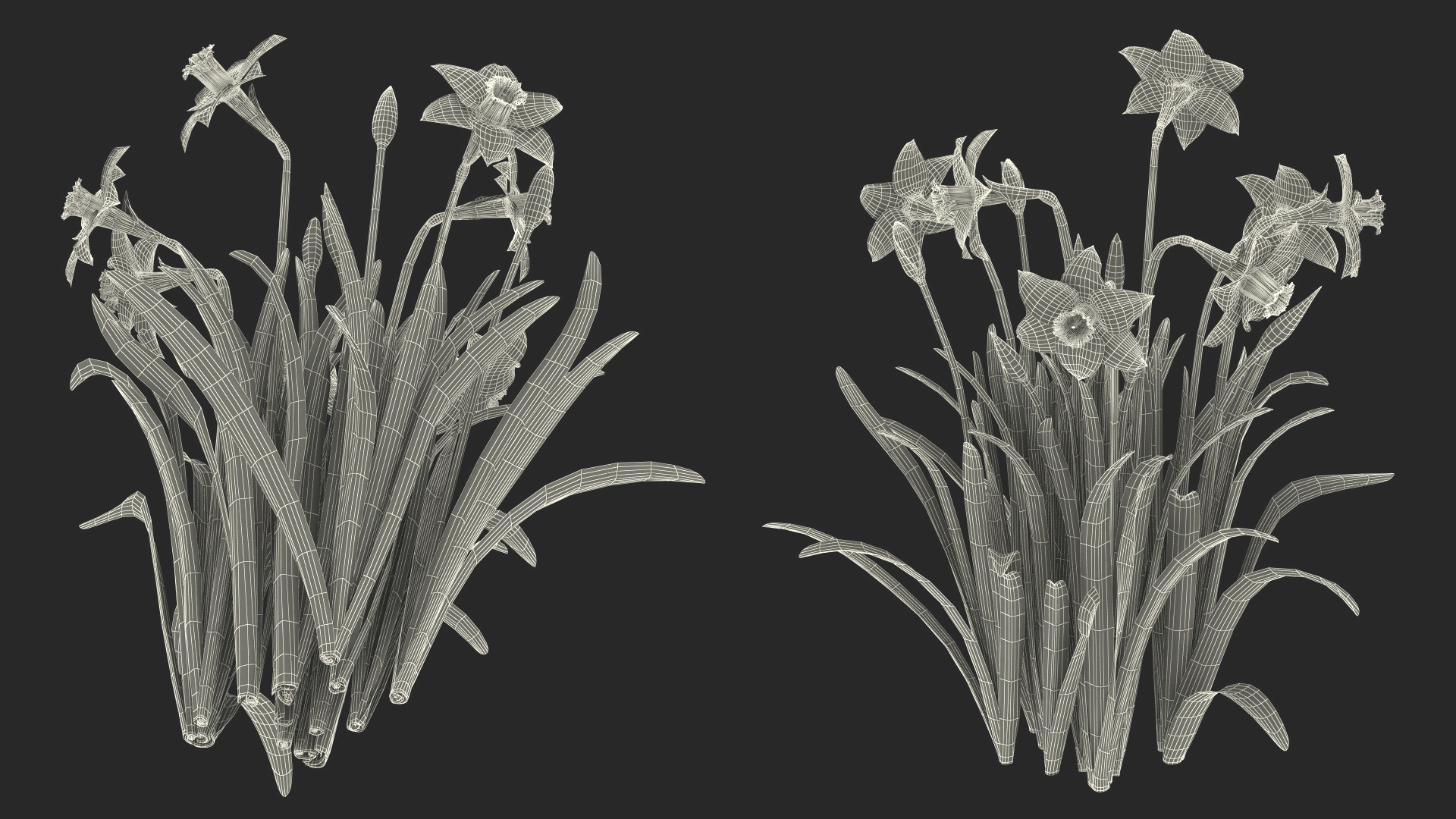 Growing Yellow Daffodils 3D model
