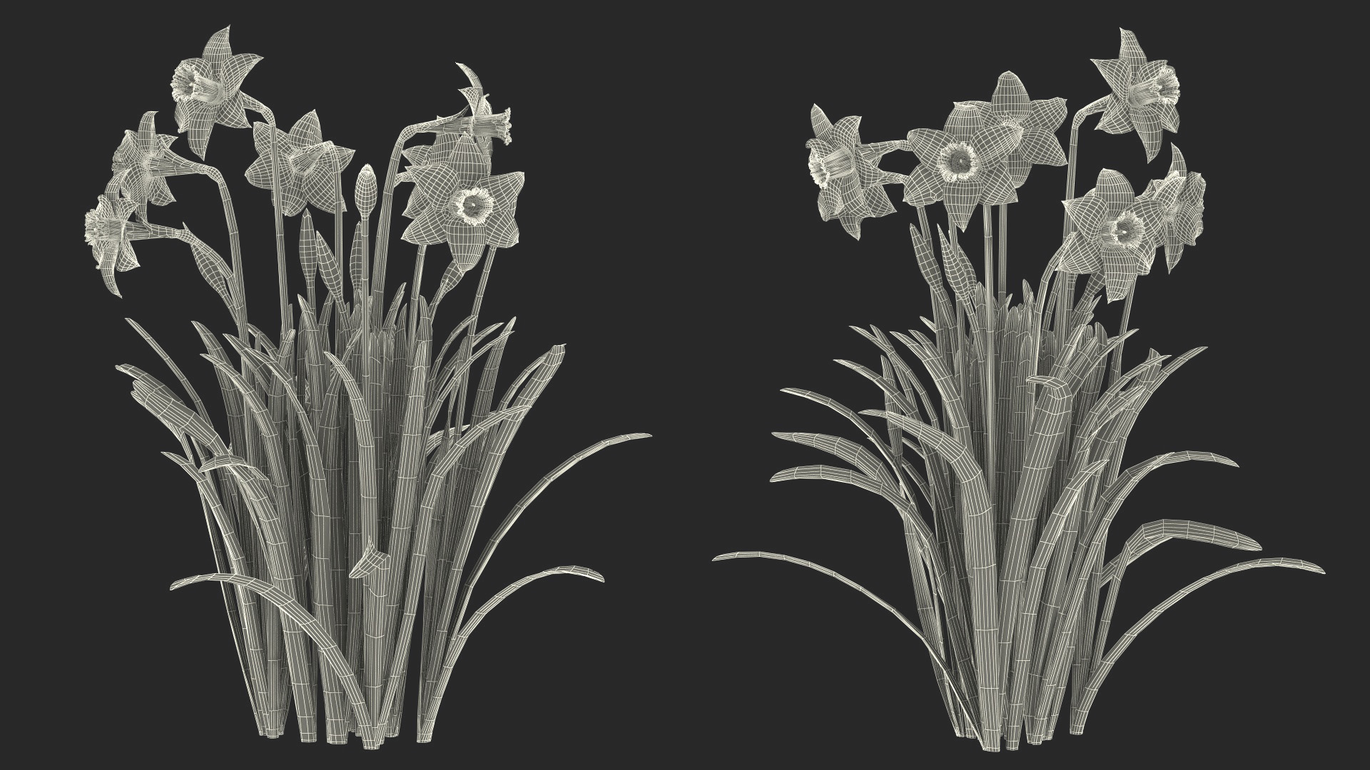 Growing Yellow Daffodils 3D model