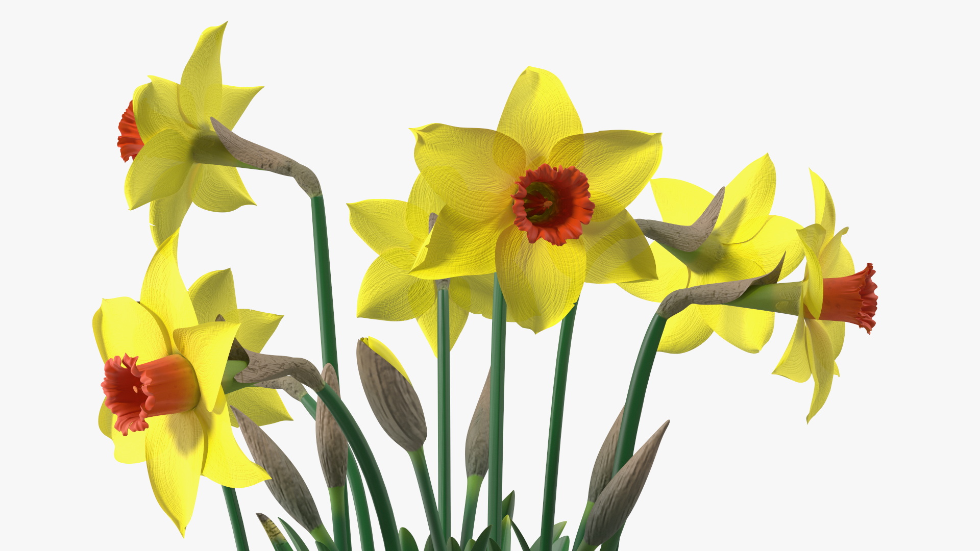 Growing Yellow Daffodils 3D model