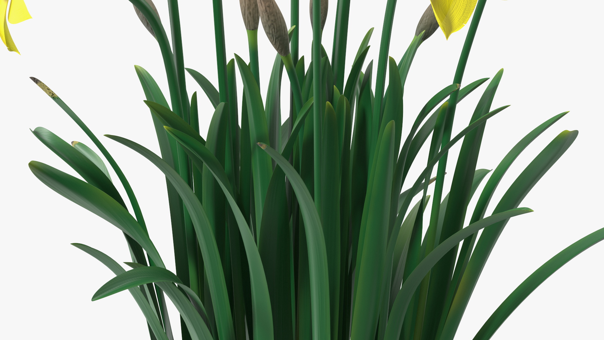 Growing Yellow Daffodils 3D model