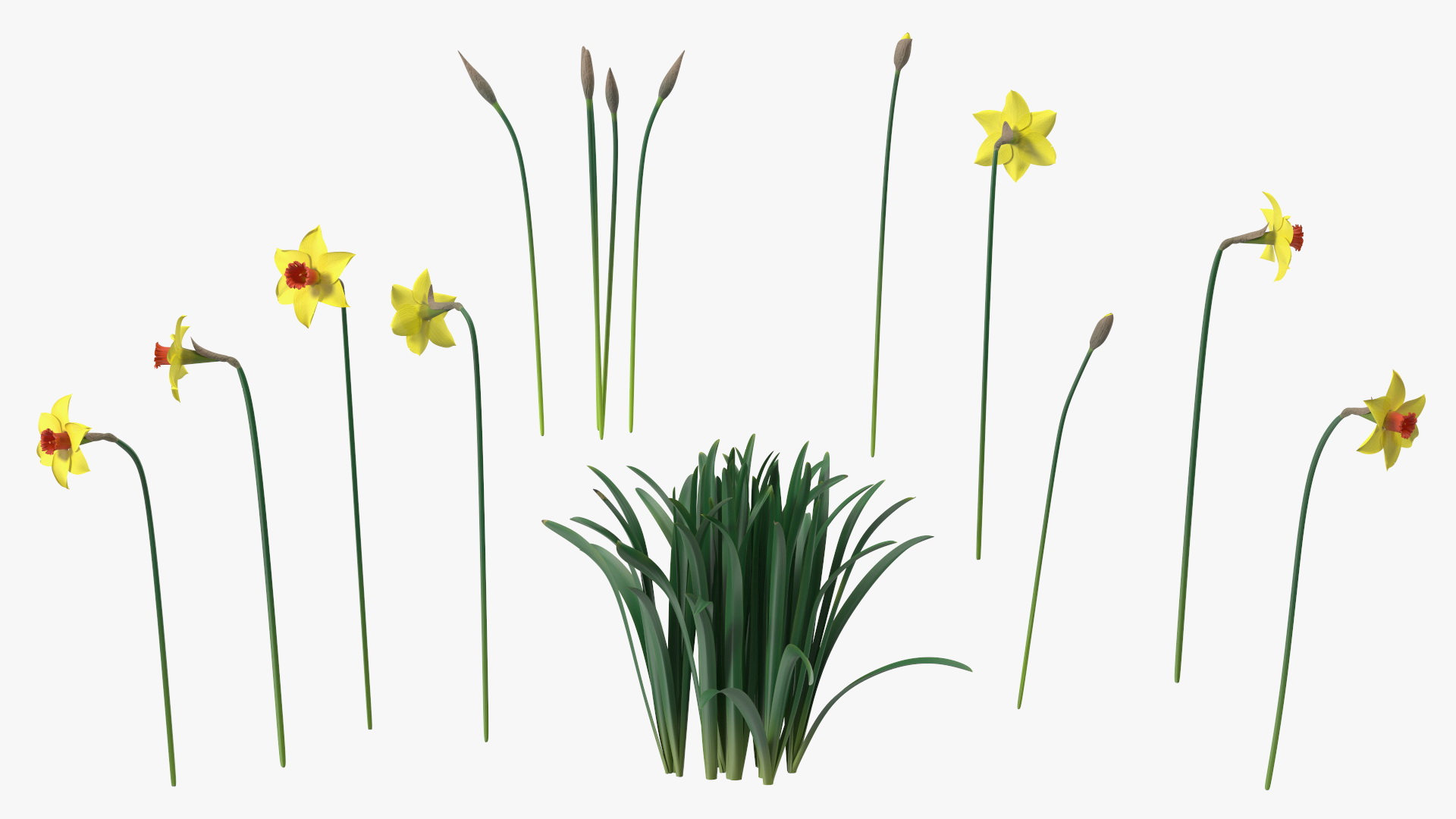 Growing Yellow Daffodils 3D model