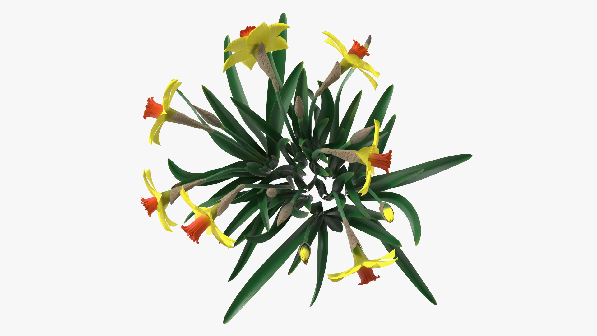 Growing Yellow Daffodils 3D model