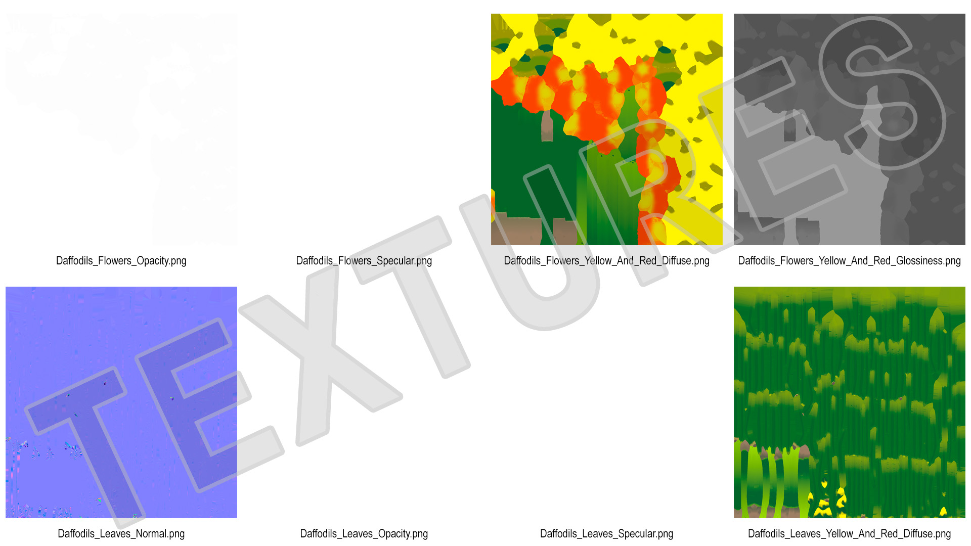 Growing Yellow Daffodils 3D model