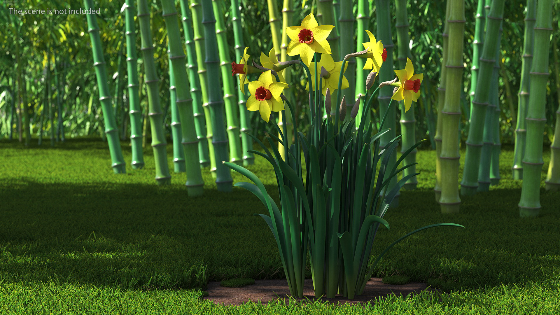 Growing Yellow Daffodils 3D model