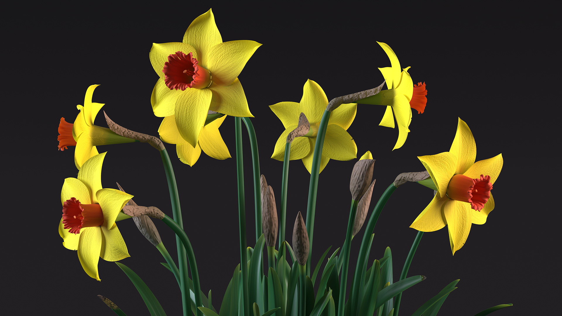 Growing Yellow Daffodils 3D model