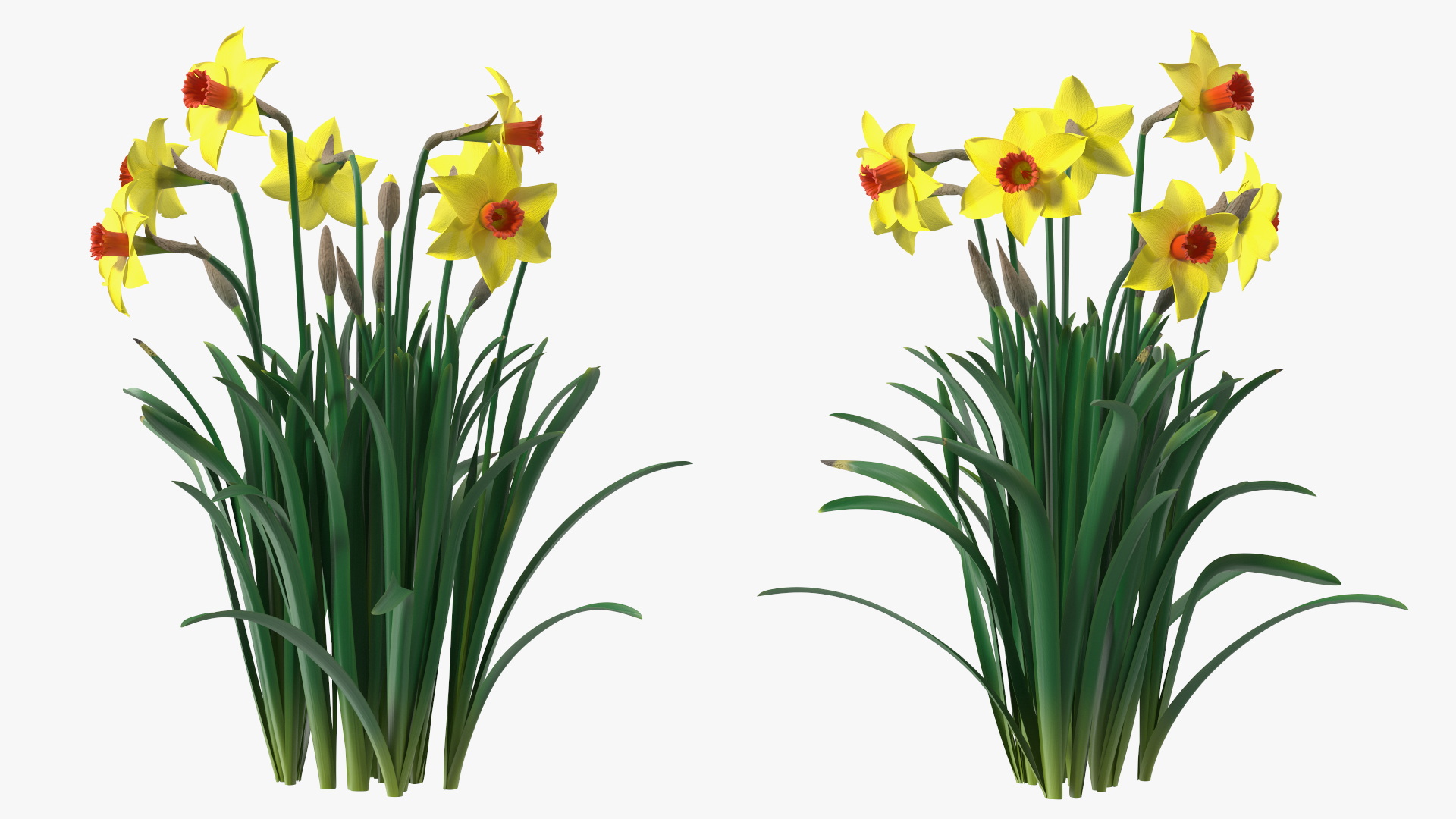 Growing Yellow Daffodils 3D model