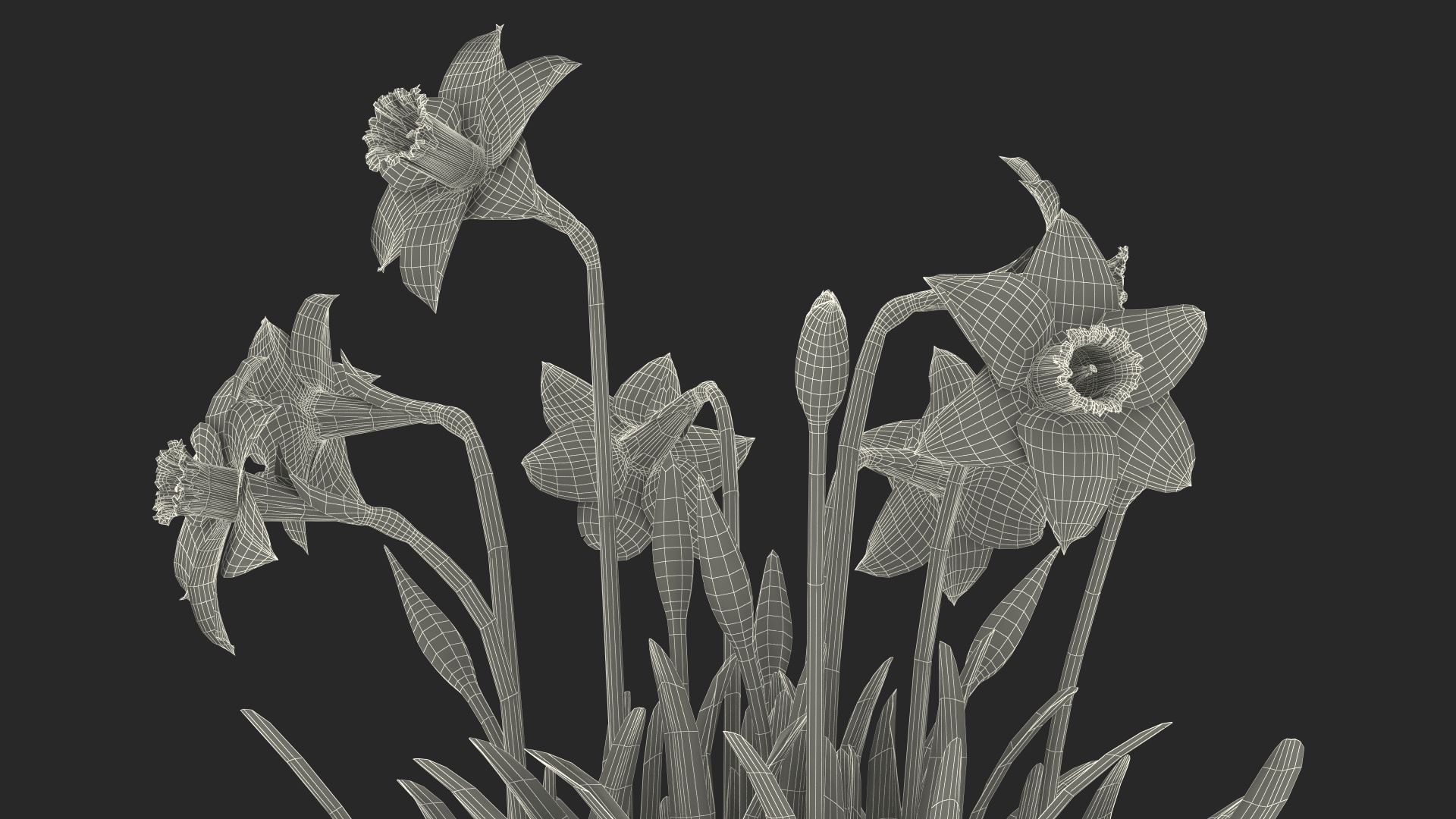 Growing Yellow Daffodils 3D model