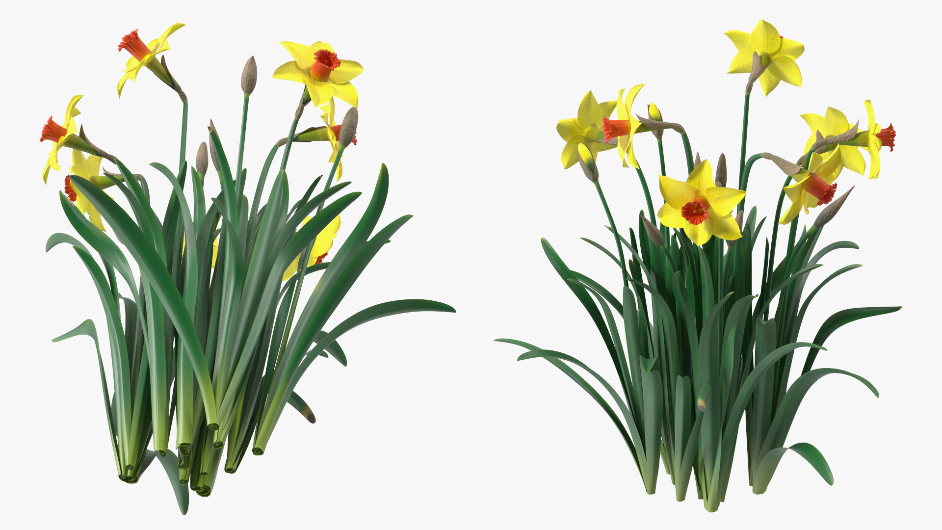 Growing Yellow Daffodils 3D model