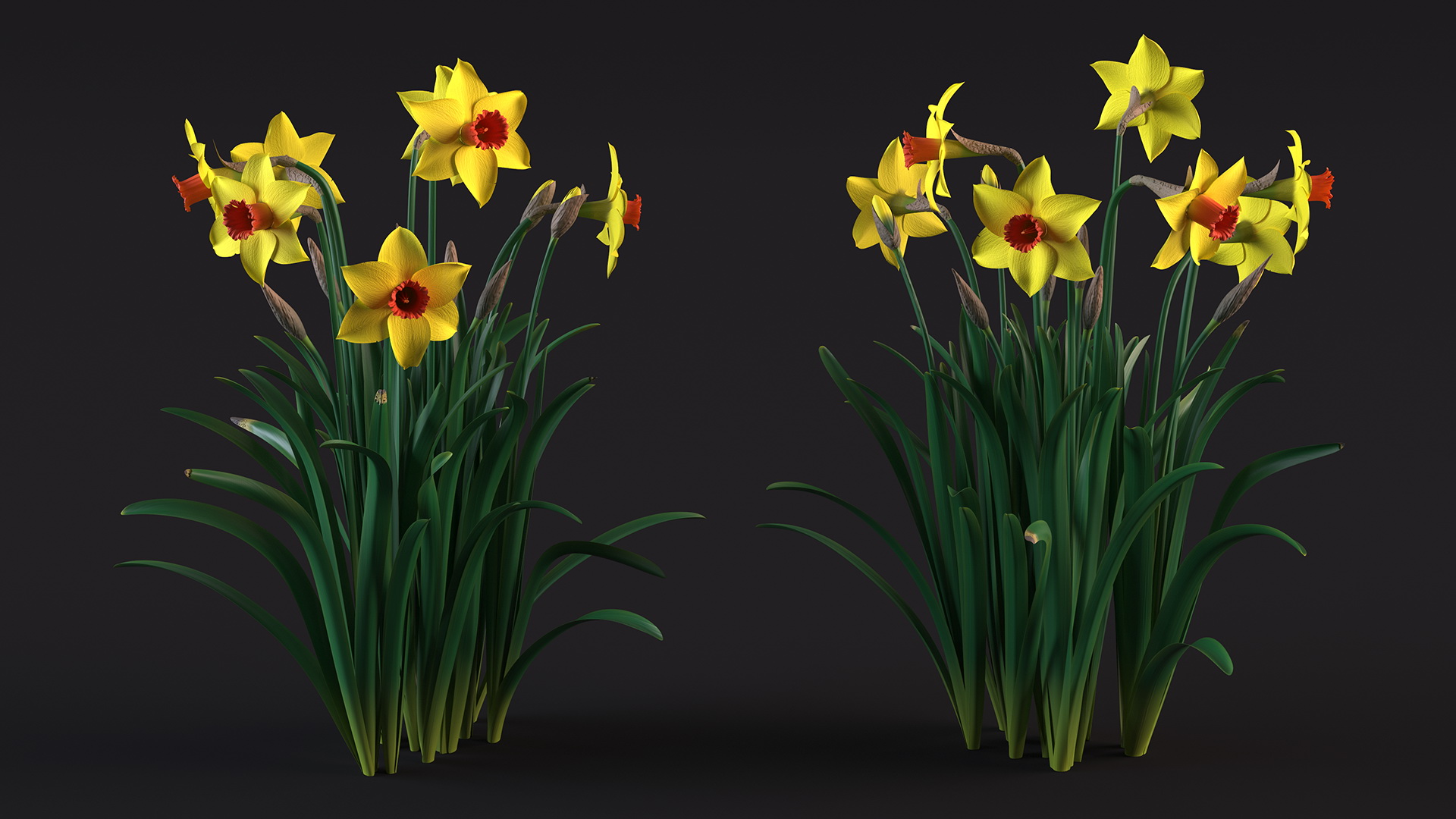Growing Yellow Daffodils 3D model