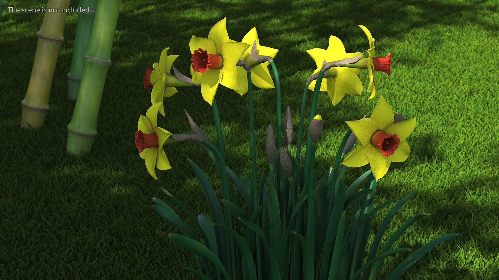 Growing Yellow Daffodils 3D model