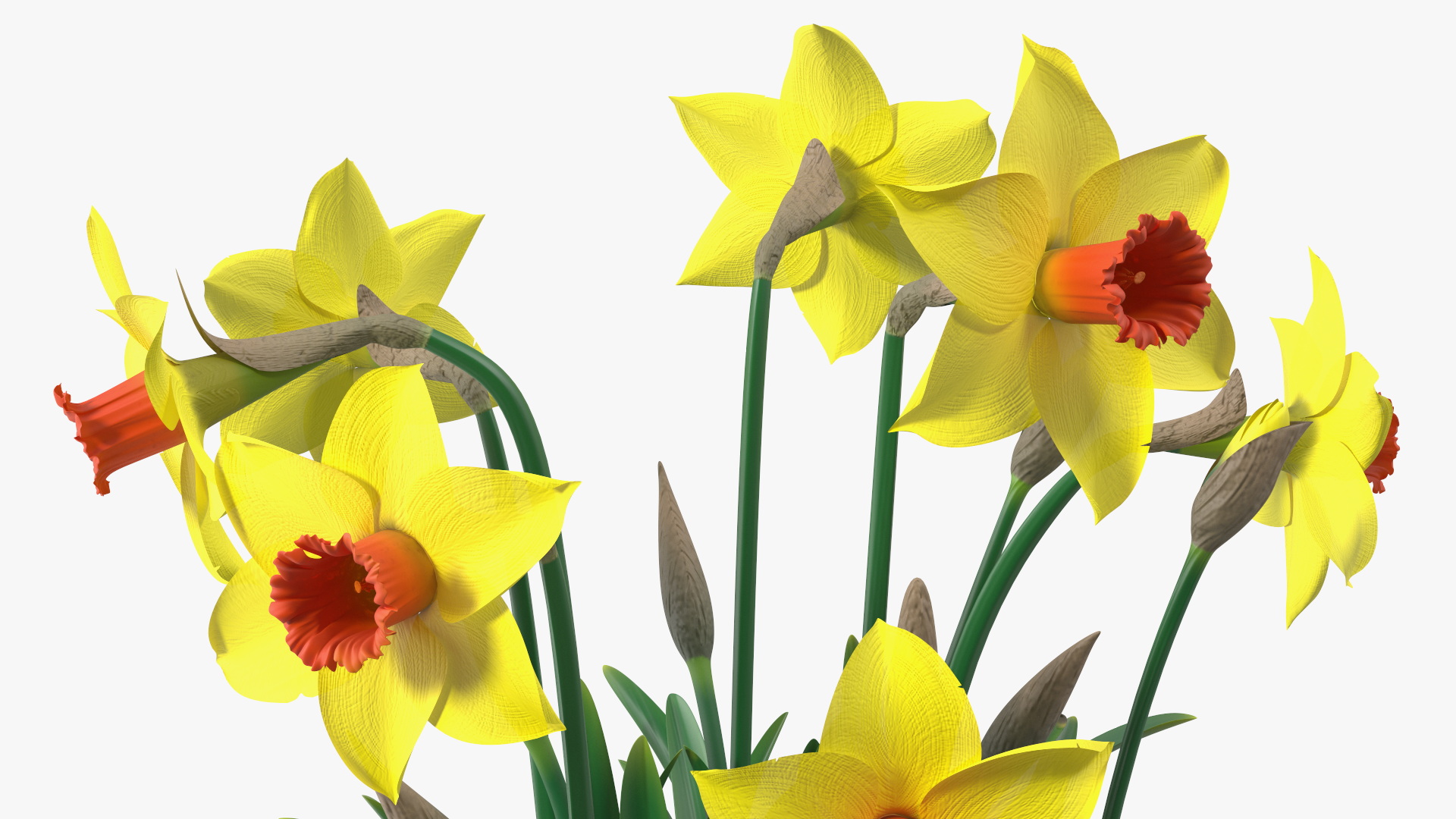 Growing Yellow Daffodils 3D model