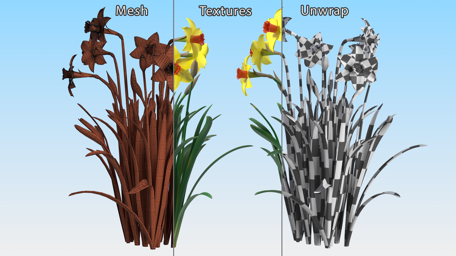 Growing Yellow Daffodils 3D model