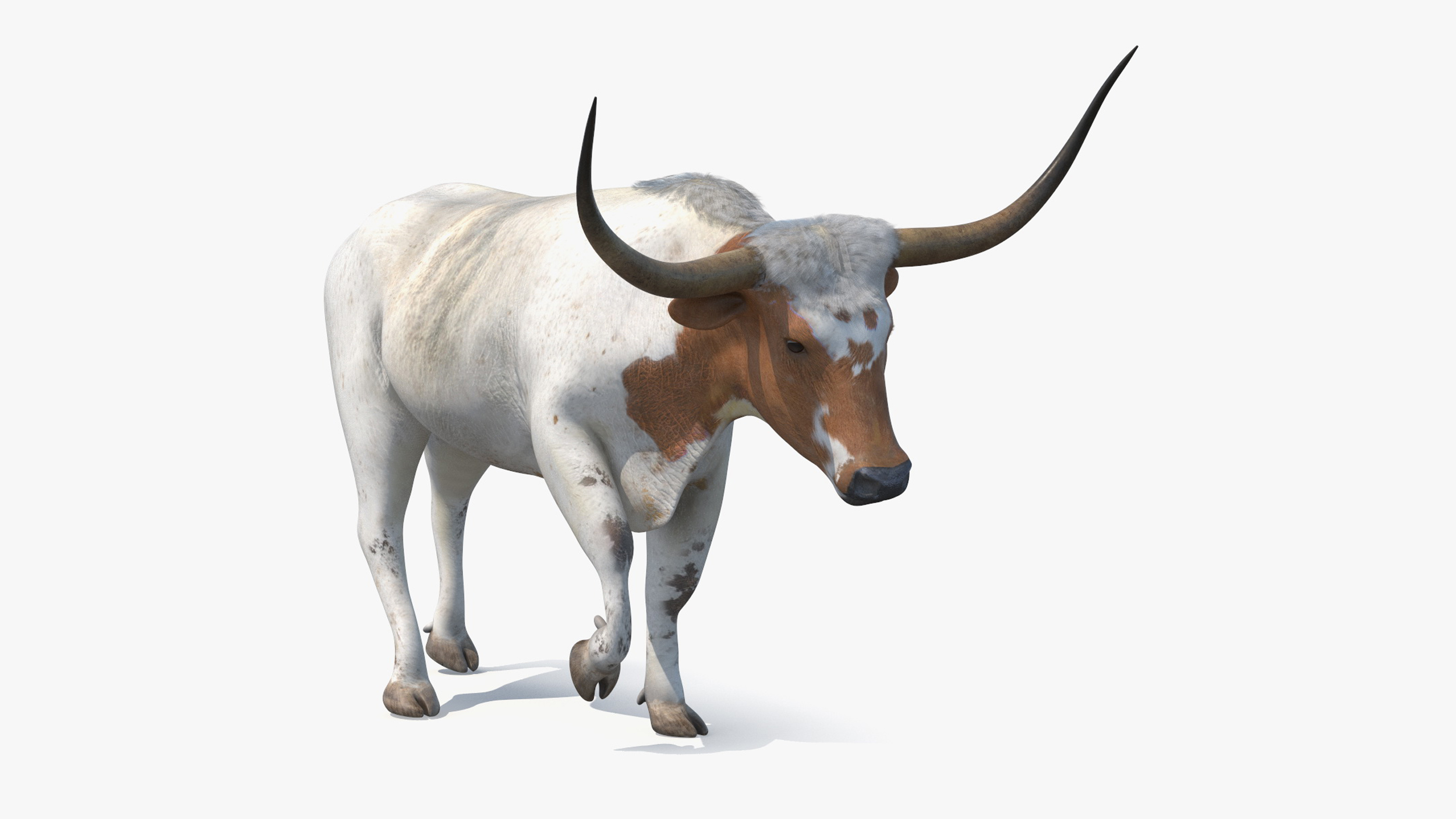 Texas Longhorn White Color Rigged for Maya 3D