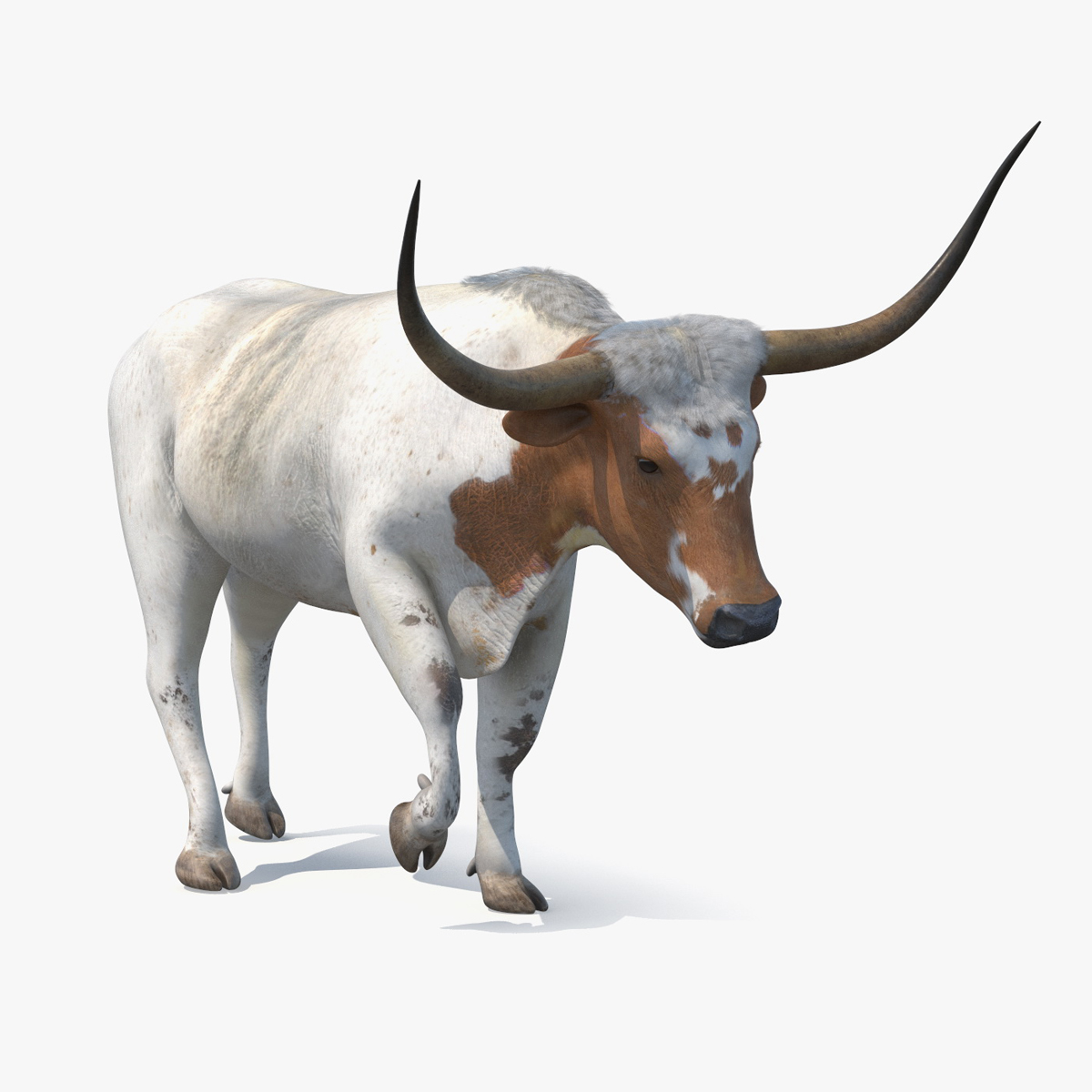 Texas Longhorn White Color Rigged for Maya 3D