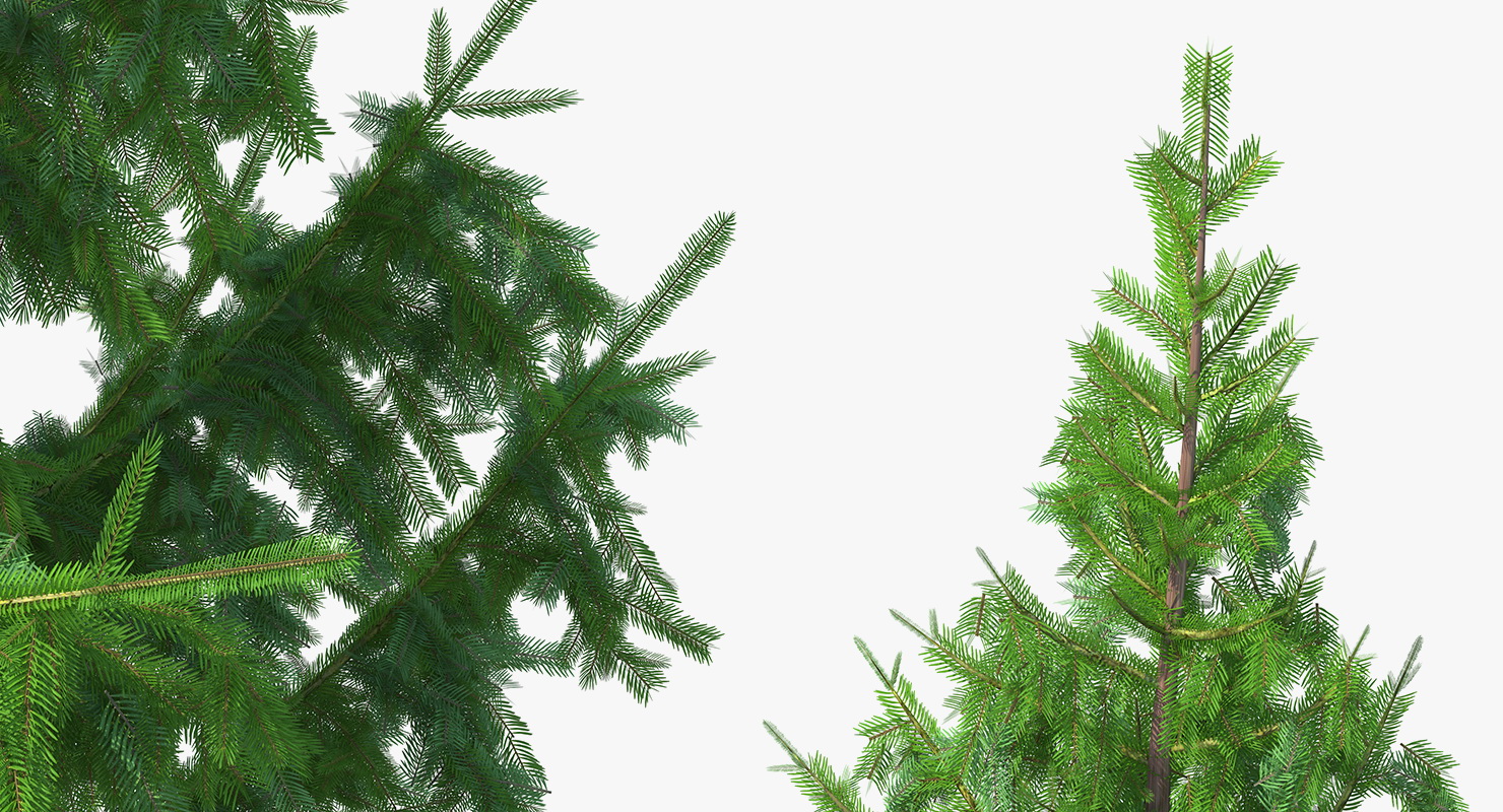 3D Norway Spruce model