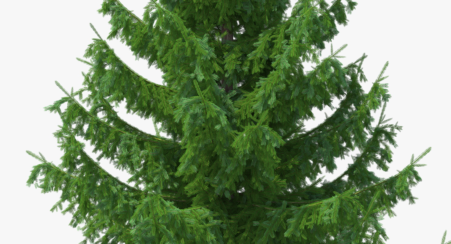 3D Norway Spruce model
