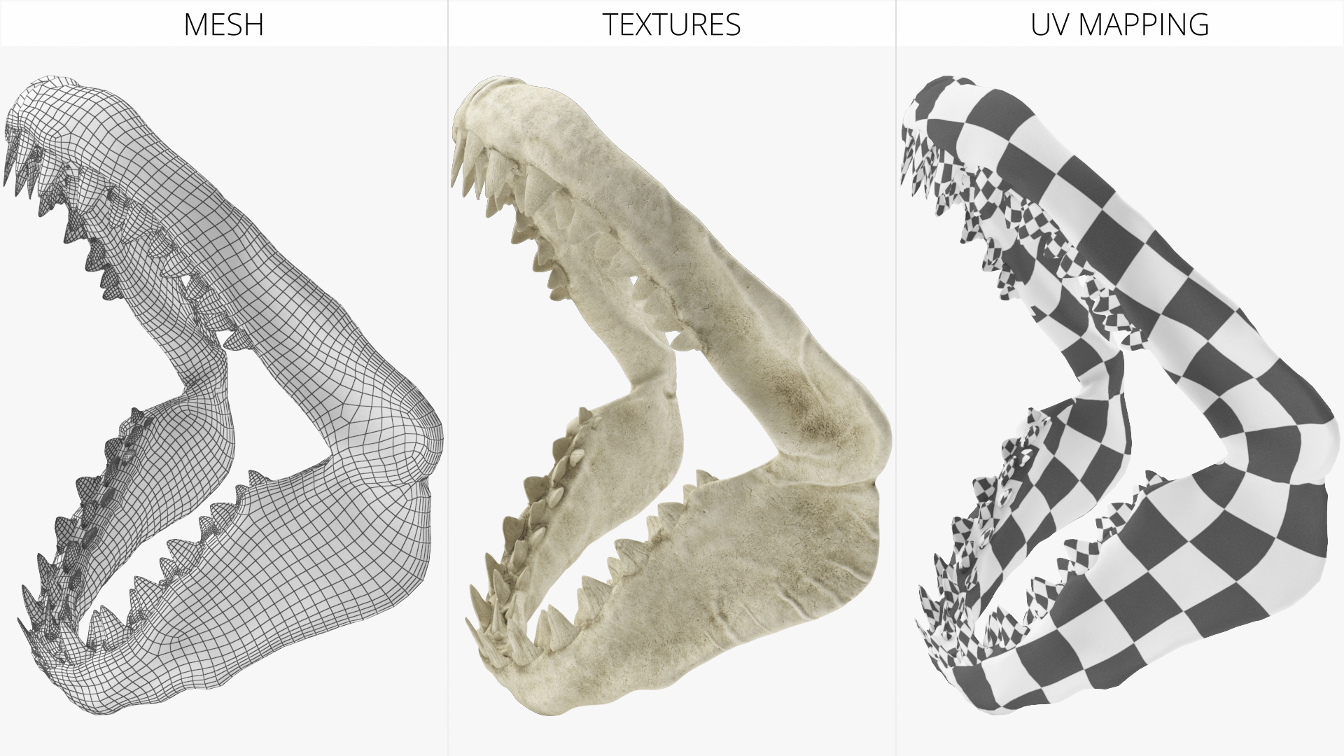 Great White Shark Jaw Skeleton - view 6