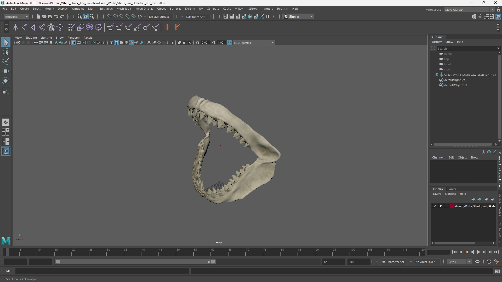 Great White Shark Jaw Skeleton - view 11