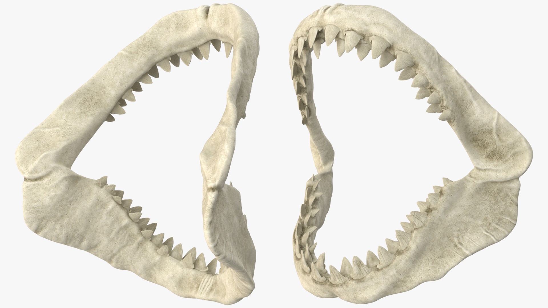 Great White Shark Jaw Skeleton - view 4