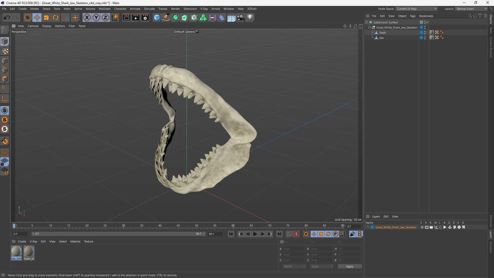 Great White Shark Jaw Skeleton - view 12