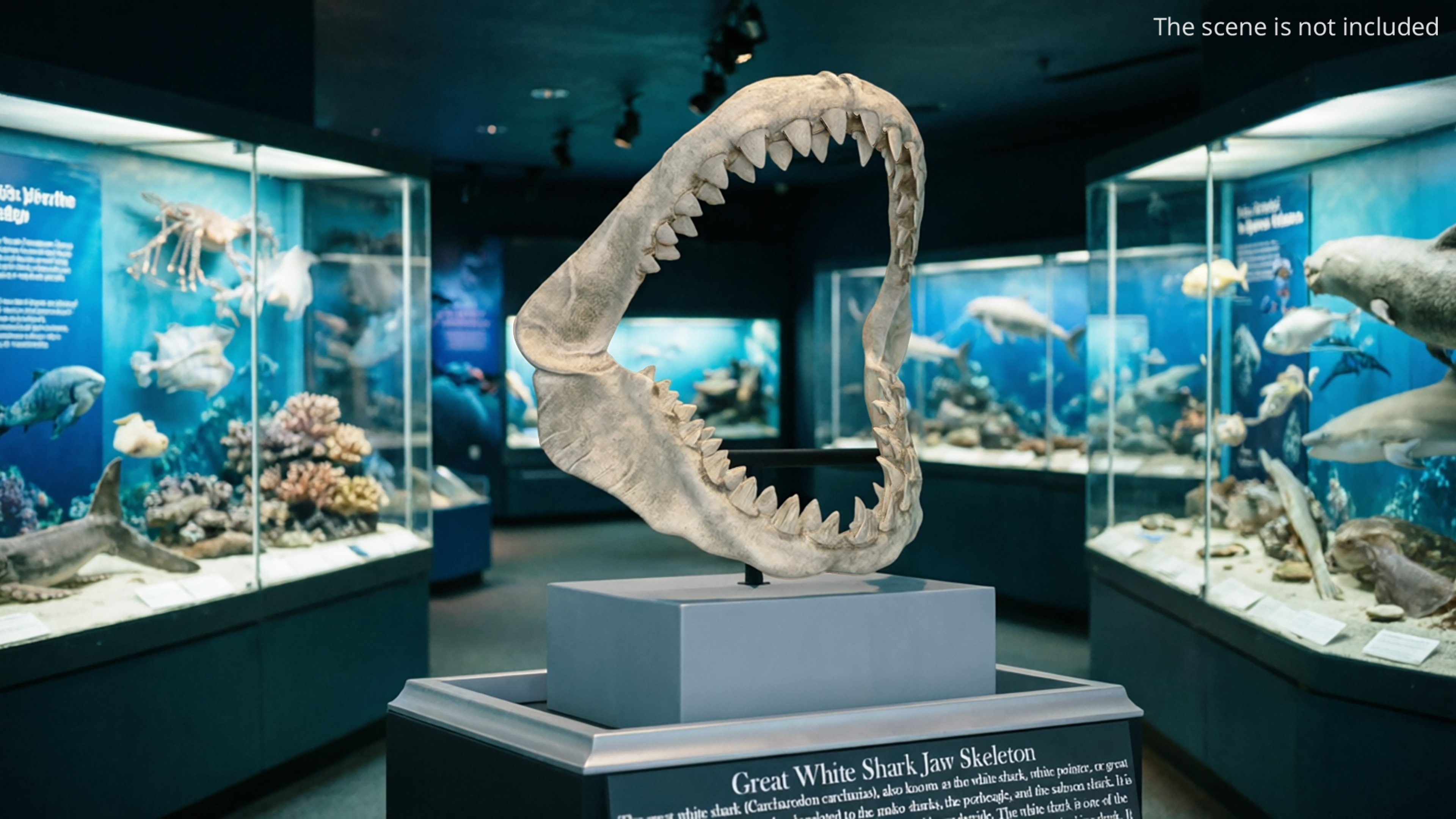 Great White Shark Jaw Skeleton - view 2