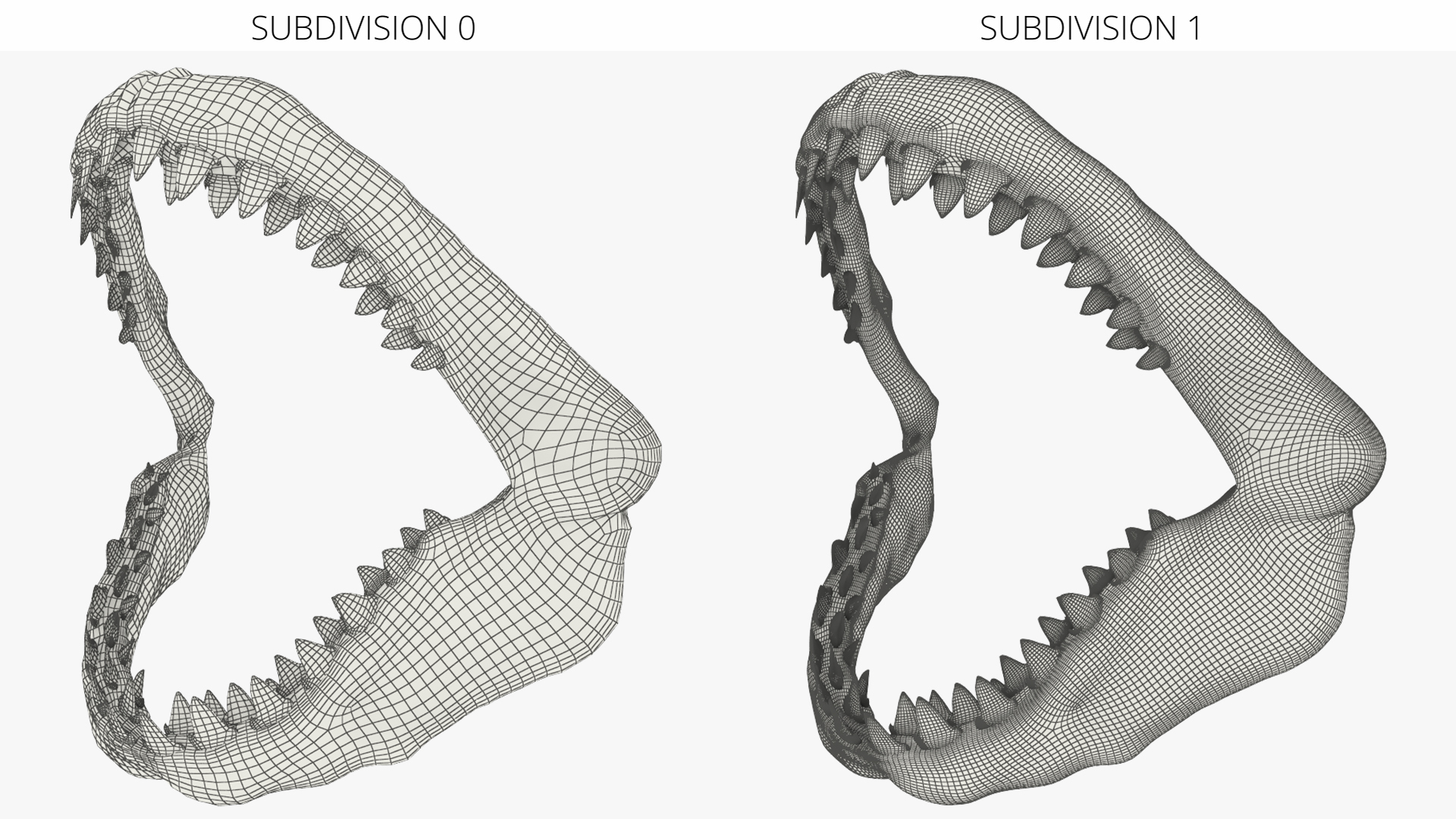 Great White Shark Jaw Skeleton - view 7