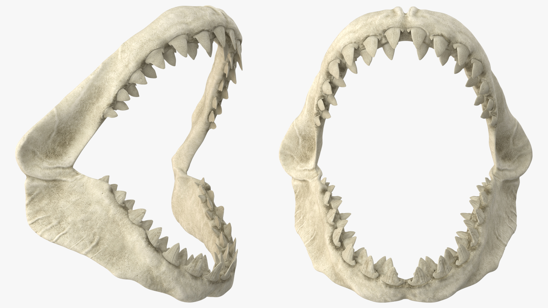 Great White Shark Jaw Skeleton - view 3
