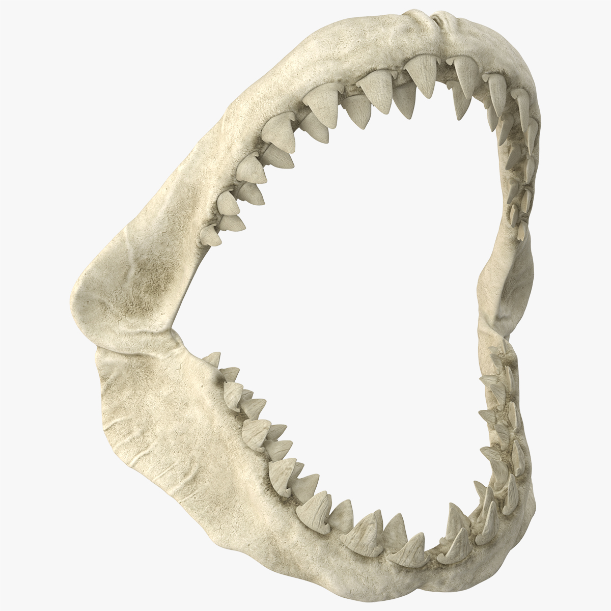 Great White Shark Jaw Skeleton - view 9