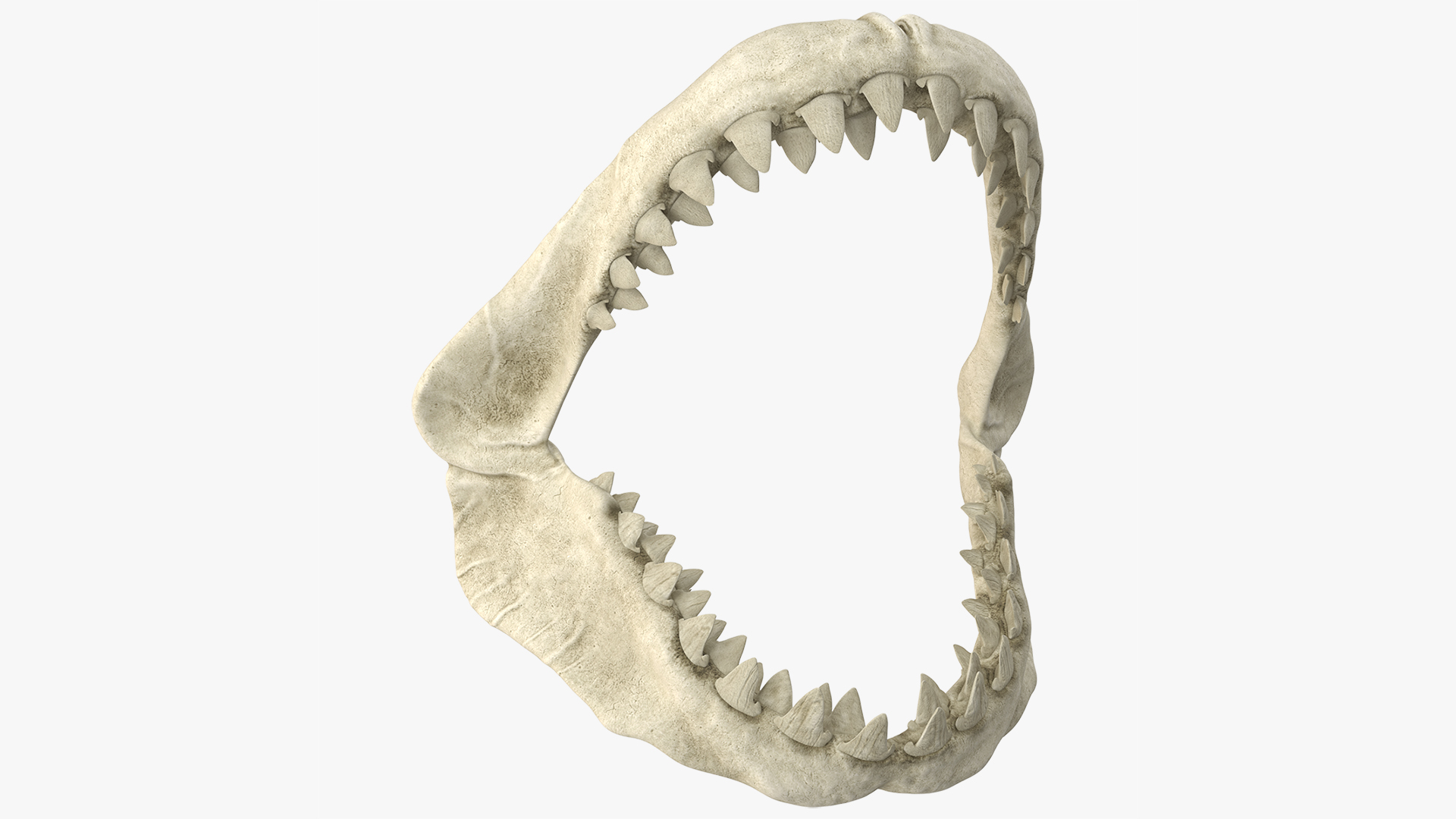Great White Shark Jaw Skeleton 3D model preview