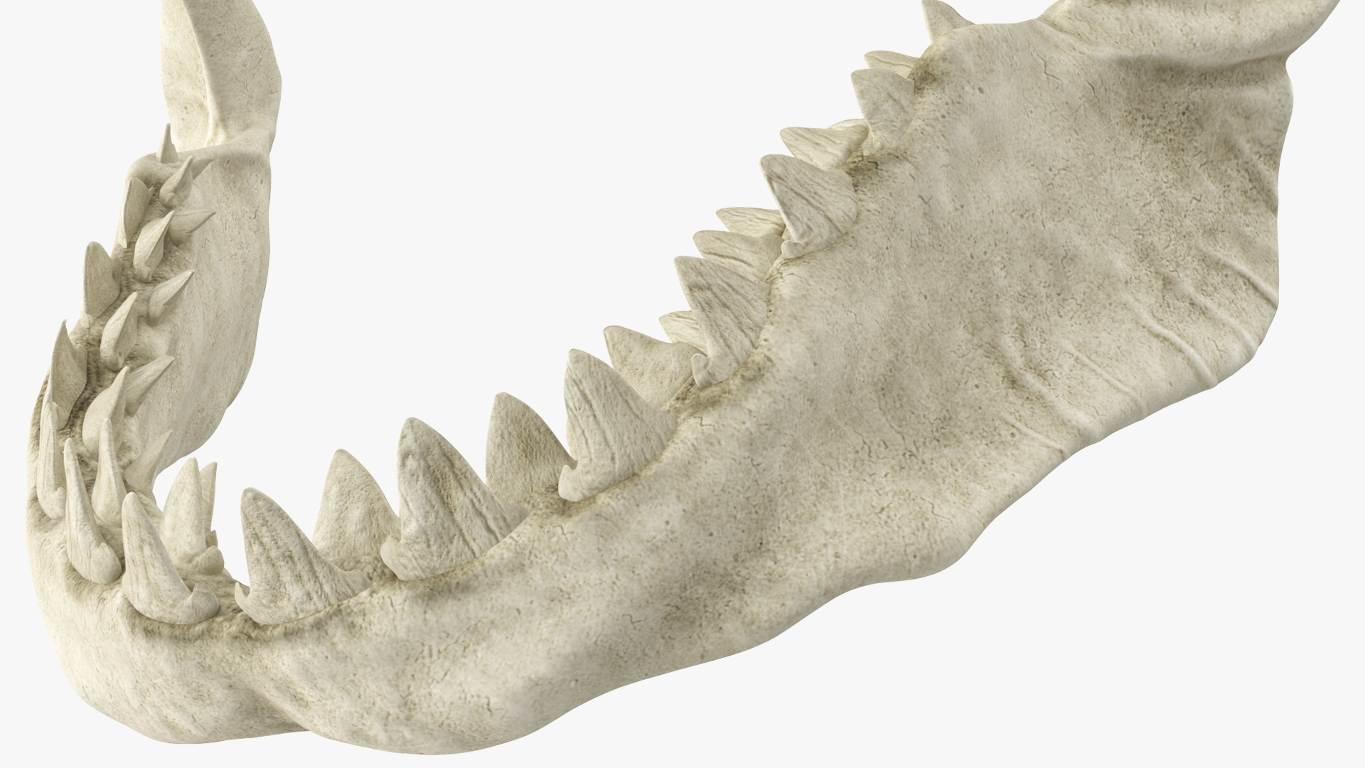 Great White Shark Jaw Skeleton - view 5